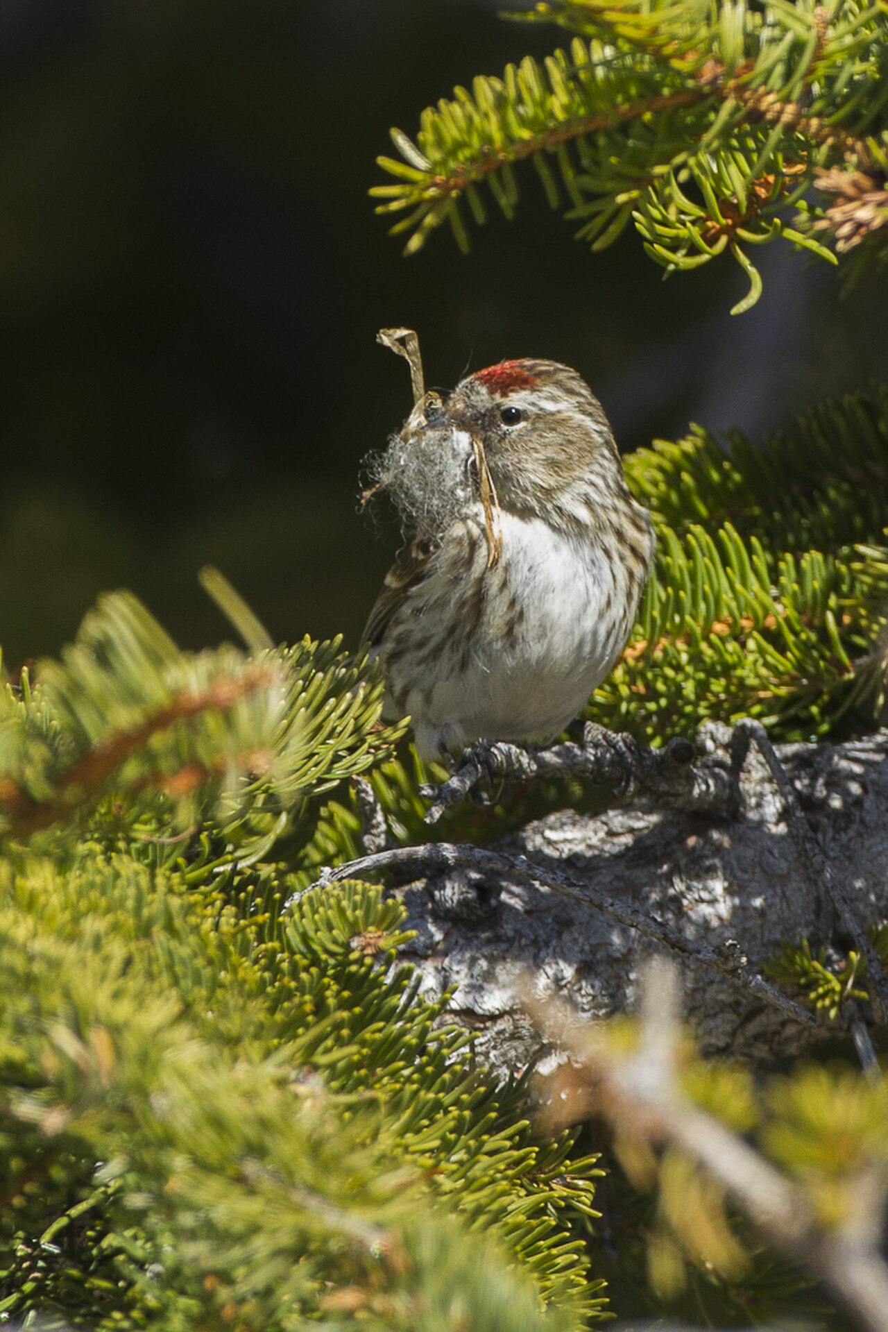 Čečetka tmavá — samica nesie materiál na hniezdo, Valle d'Aosta, Taliansko (foto: Francesco Veronesi)