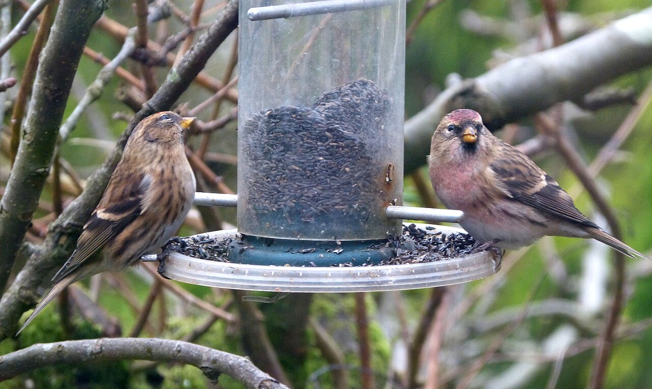 Čečetky tmavé — skupina vtákov na zimnom kŕmení, Cradley, Malvern, Anglicko (foto: gailhampshire)