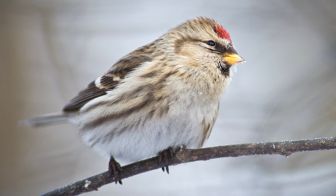 Čečetka zimná samica — typické pruhované sfarbenie, Kotka, Fínsko (foto: Jyrki Salmi)