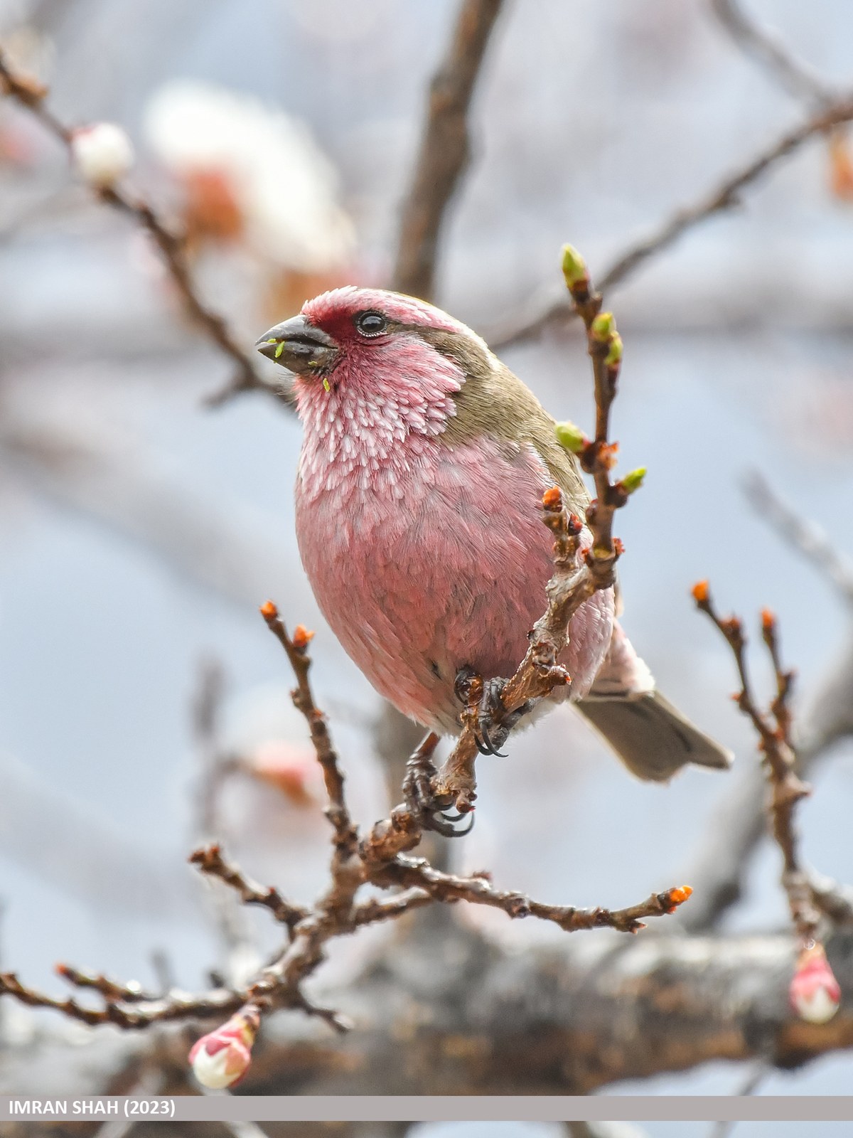 Červenák himalájsky (Carpodacus thura)