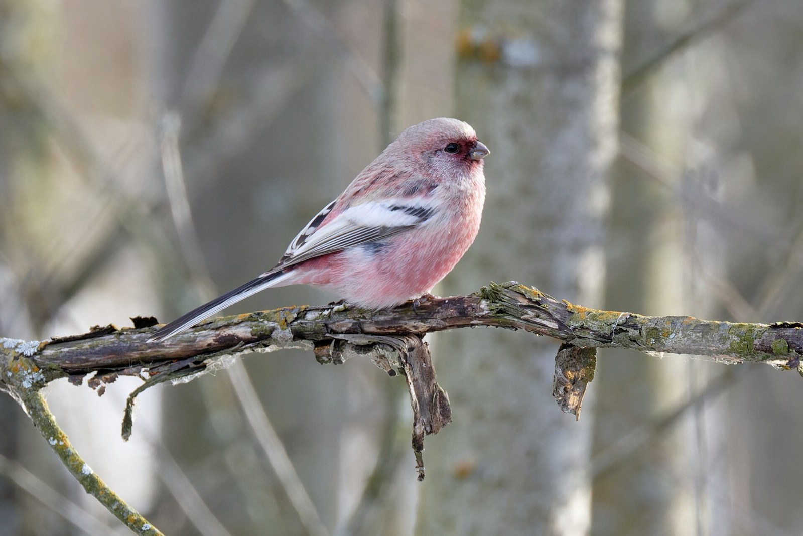 Červenák mlynárkovitý (Carpodacus sibiricus)