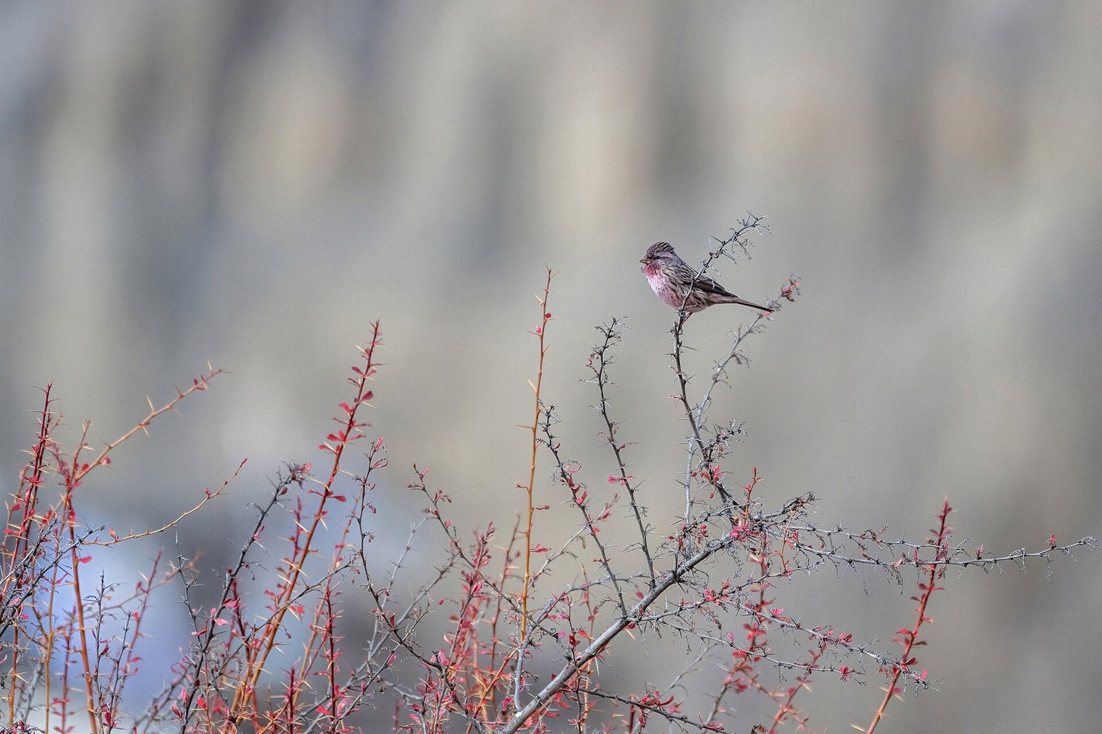 Červenák pôvabný (Carpodacus pulcherrimus)