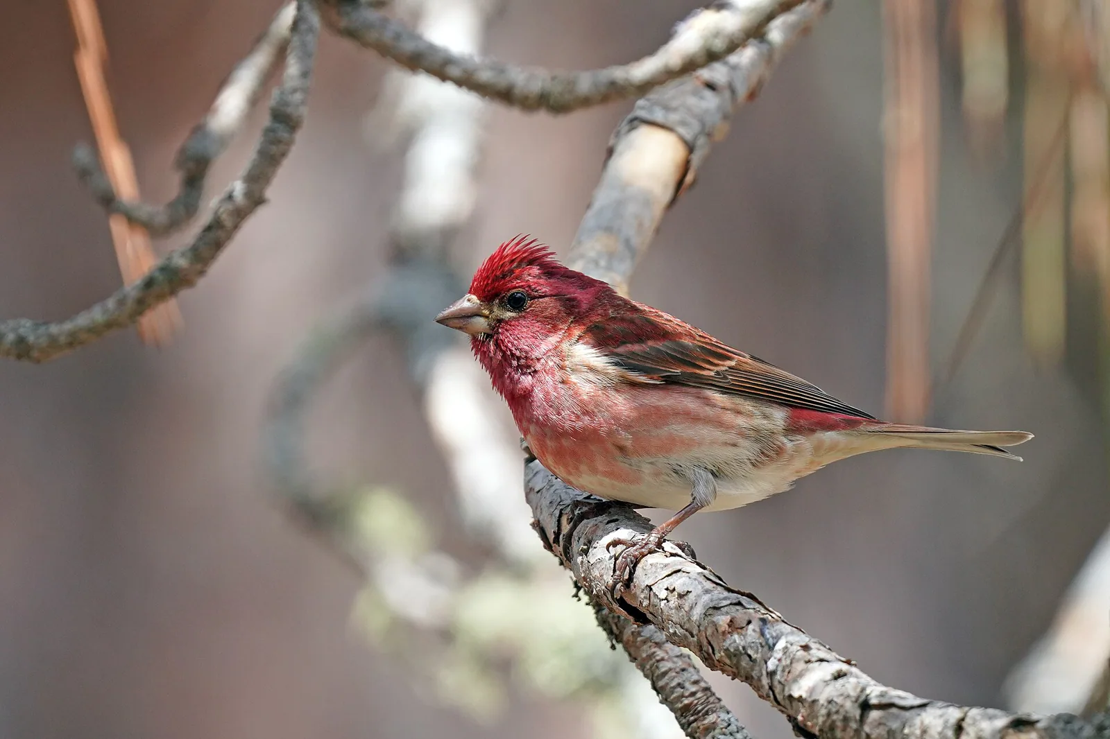 Červenák purpurový (Haemorhous purpureus)