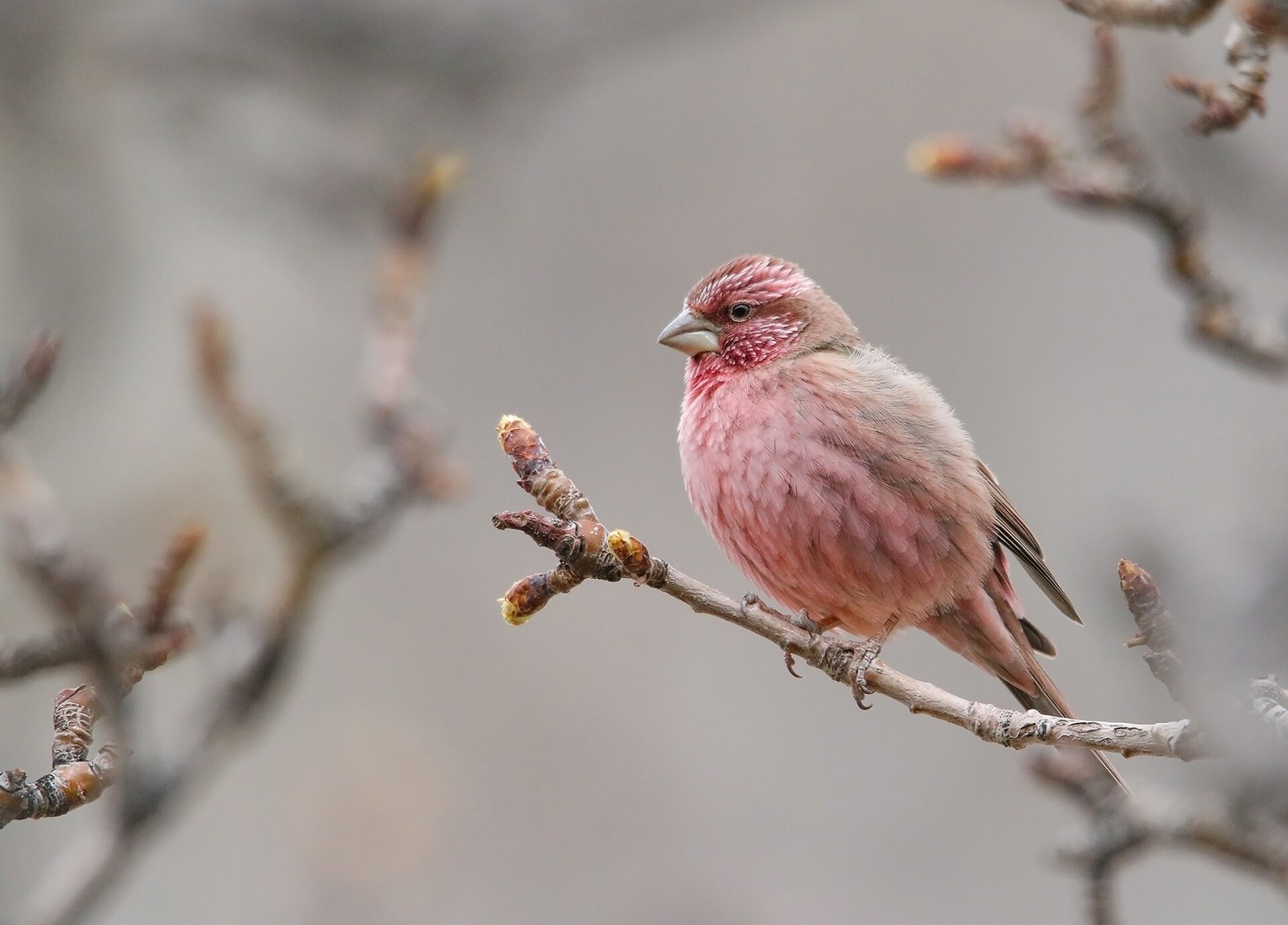 Červenák ružovkastý (Carpodacus rhodochlamys)