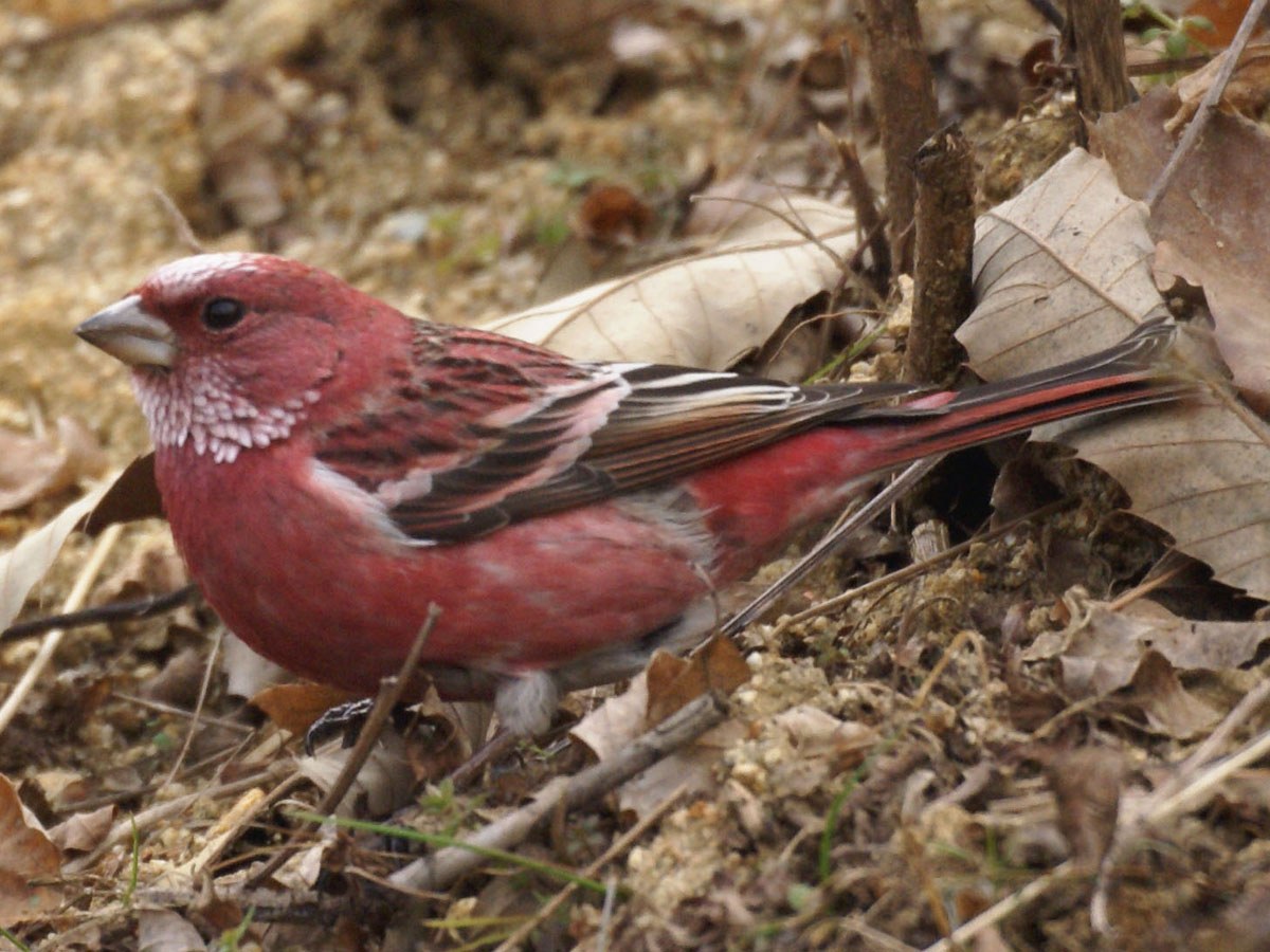Červenák ružový (Carpodacus roseus)