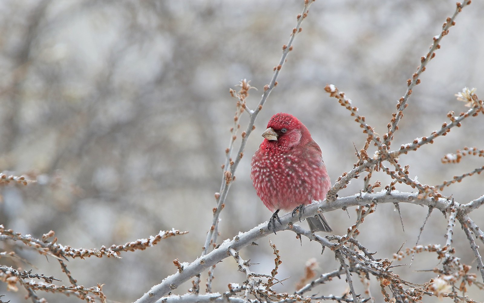 Červenák veľký (Carpodacus rubicilla)
