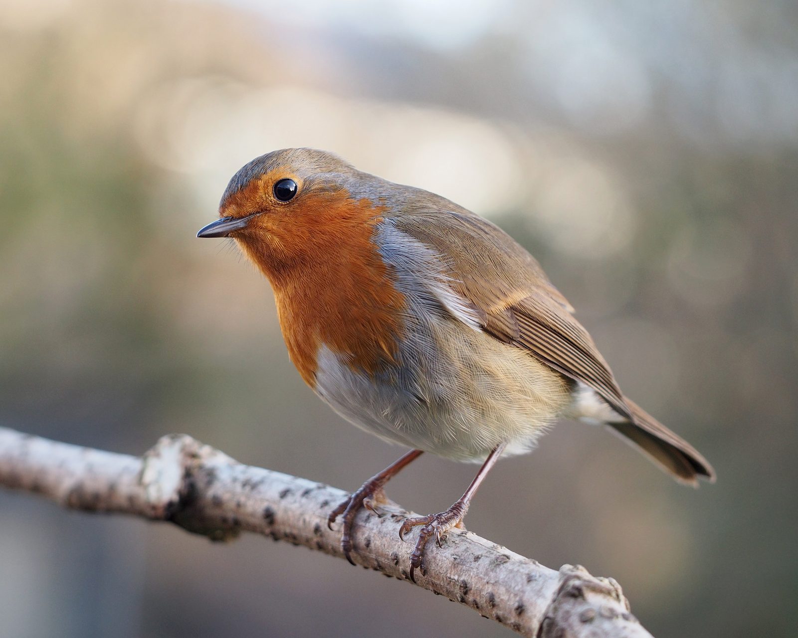 Detailný bočný portrét dospelej červienky obyčajnej (Erithacus rubecula) s mierne naklonenou hlavičkou; výrazná oranžovo-červená tvár a hruď kontrastuje s olivovohnedým chrbtom, drobný tmavý zobáčik a veľké čierne oko sú ostro vykreslené na rozmazanom pozadí lesného podrastu.