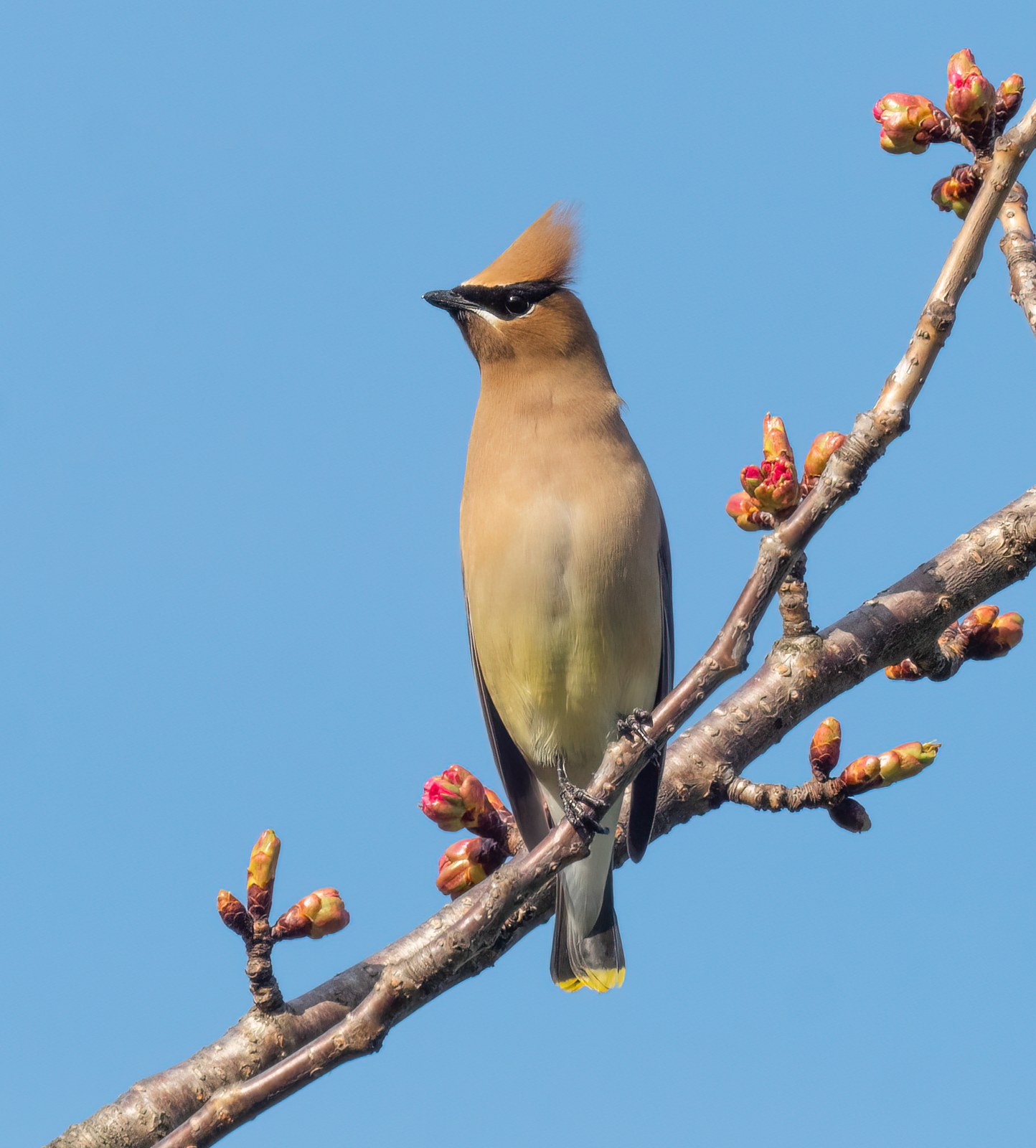 Chochláč americký (Bombycilla cedrorum)
