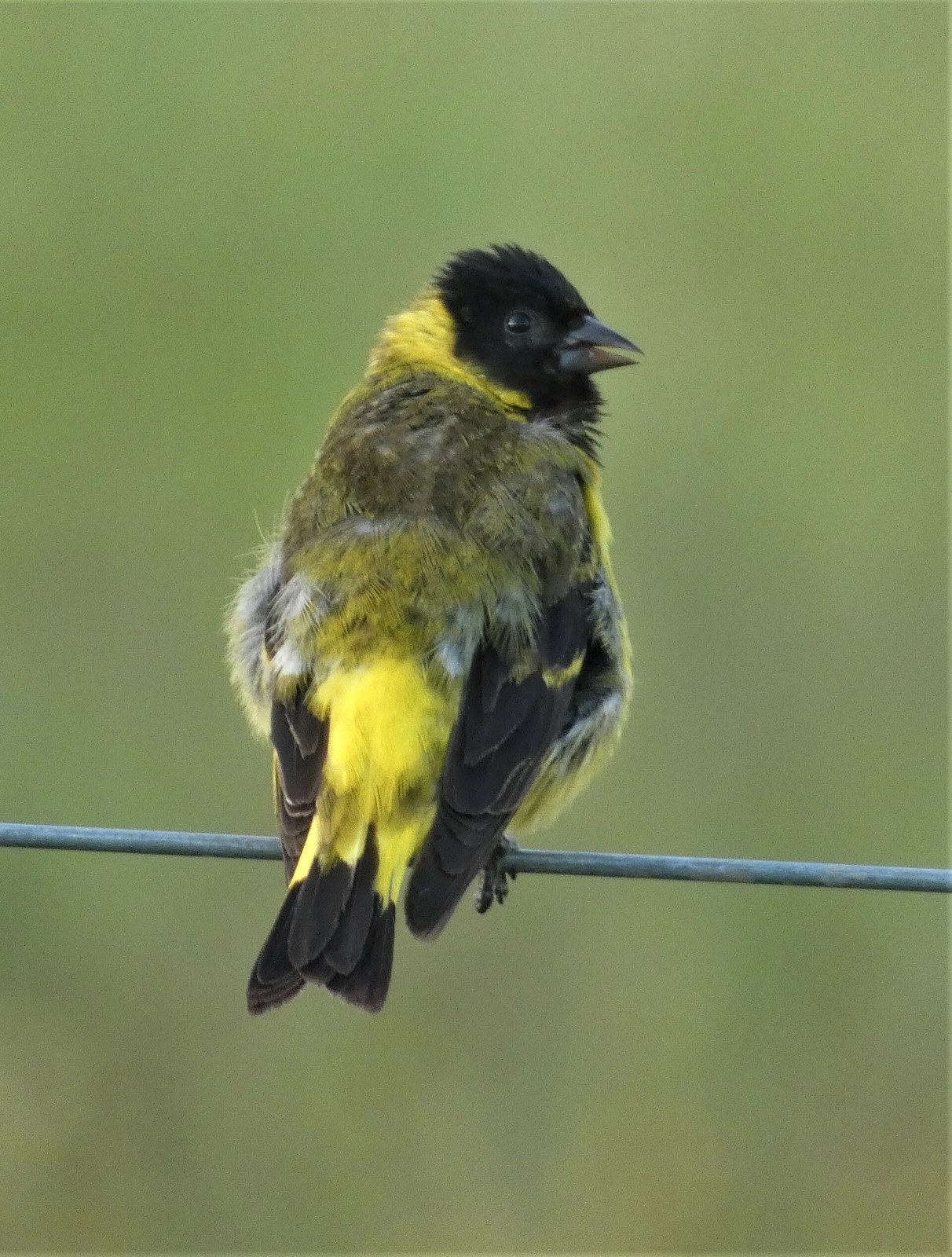 Čížik kapucňový (Spinus magellanicus)