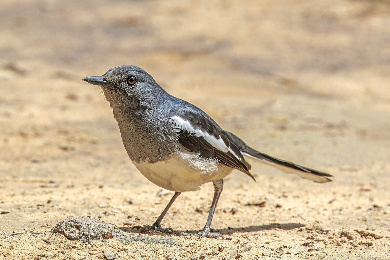 Dhjal orientálny (Copsychus saularis)