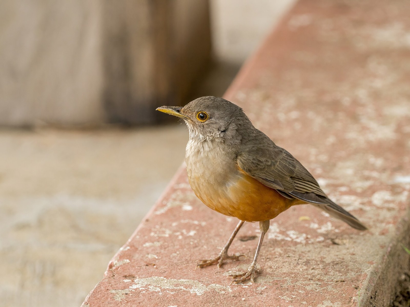 Drozd červenobruchý (Turdus rufiventris)