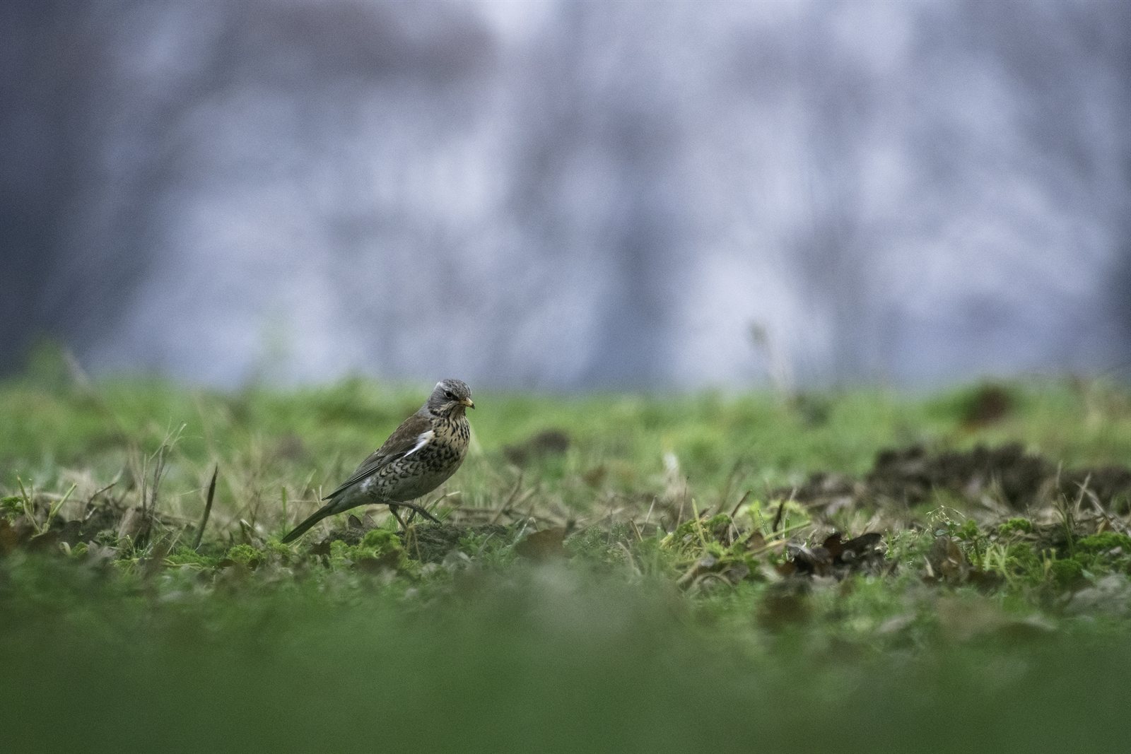 Drozd čvíkota – Turdus pilaris, dospelý jedinec s charakteristickou sivou hlavou a sivou kostrčou, hnedým chrbtom a bielym podbruchom so srdcovitými tmavými škvrnami, Bielefeld Nordrhein-Westfalen Nemecko, foto TRinaud CC BY 4.0 16. januára 2022 Wikimedia Commons