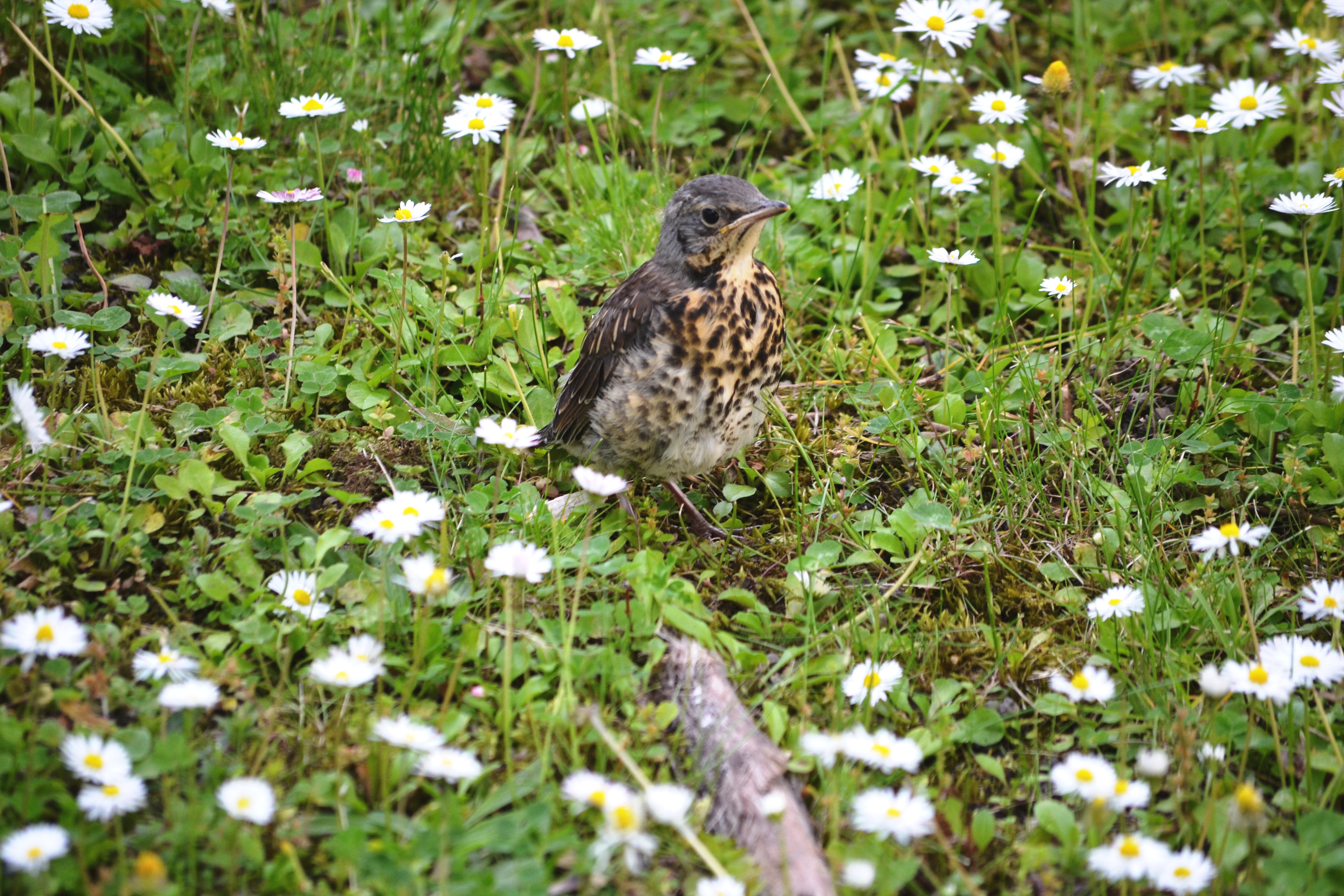 Drozd čvíkota — Rimavská Sobota Slovensko, dokumentácia hniezdnej populácie SR, foto Blanka Luppová CC BY-SA 4.0 22. mája 2016 Nikon D3100