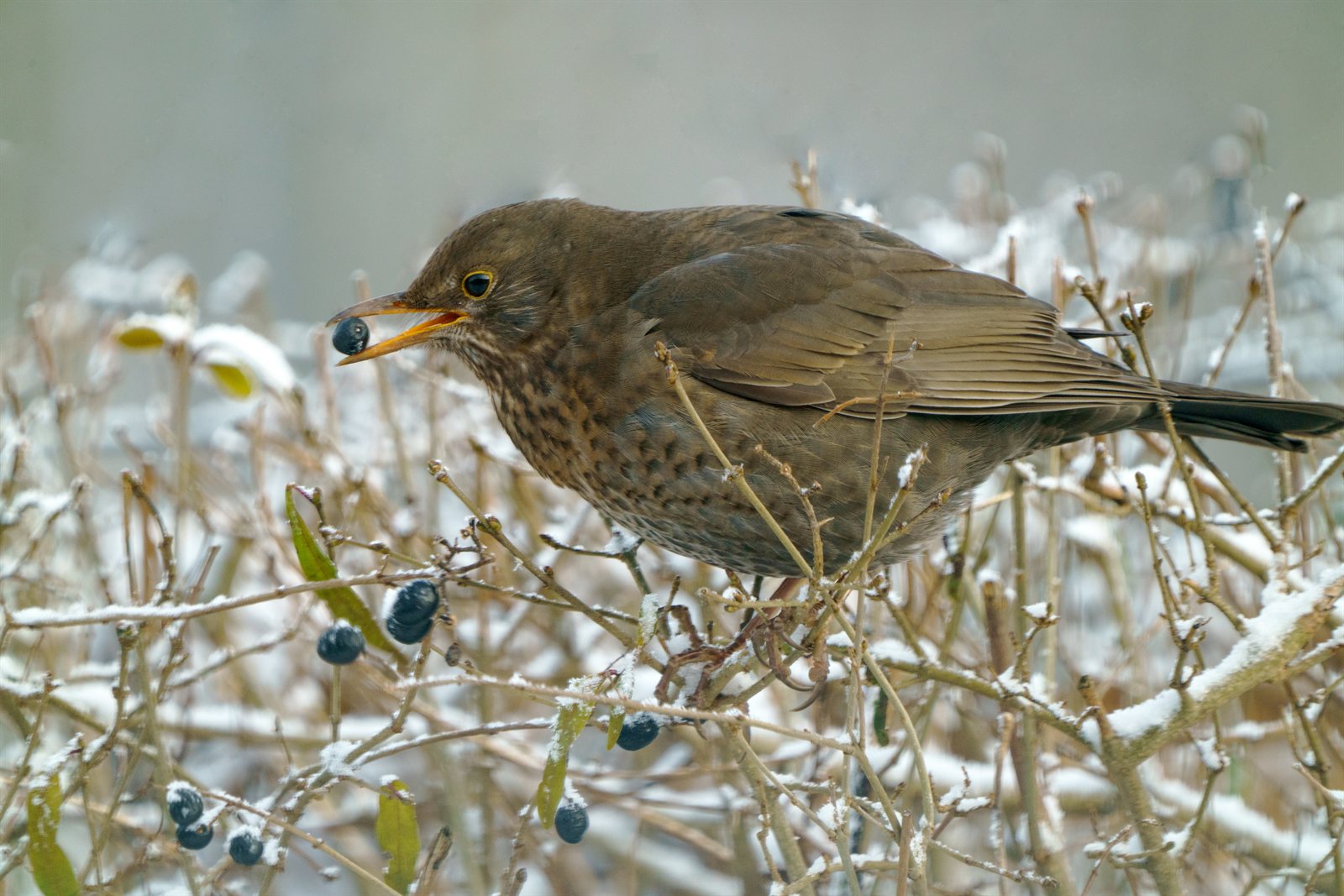 Drozd čvíkota (Fieldfare) — adultný jedinec v zimnom oblečení, Łódź Poľsko, foto Jerzystrzelecki CC BY-SA 4.0 12. januára 2024 Sony α7R II 800mm