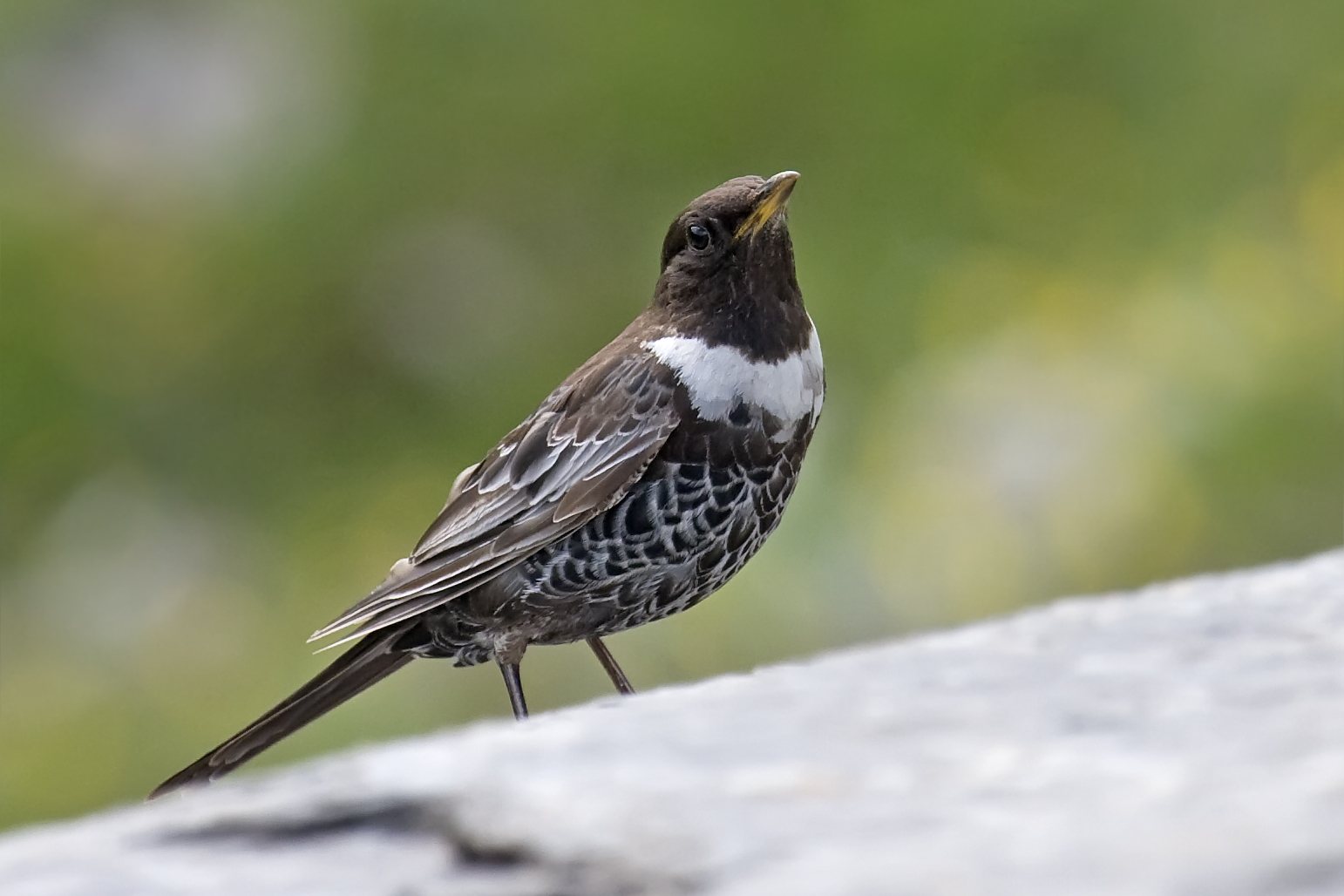 Drozd kolohrivý — Turdus torquatus alpestris, dospelý samec v hniezdnom plumáži s diagnostickým bielym polmesiacom na čiernych prsiach, foto Andreas Trepte 2009 CC BY-SA 2.5 Wikimedia Commons