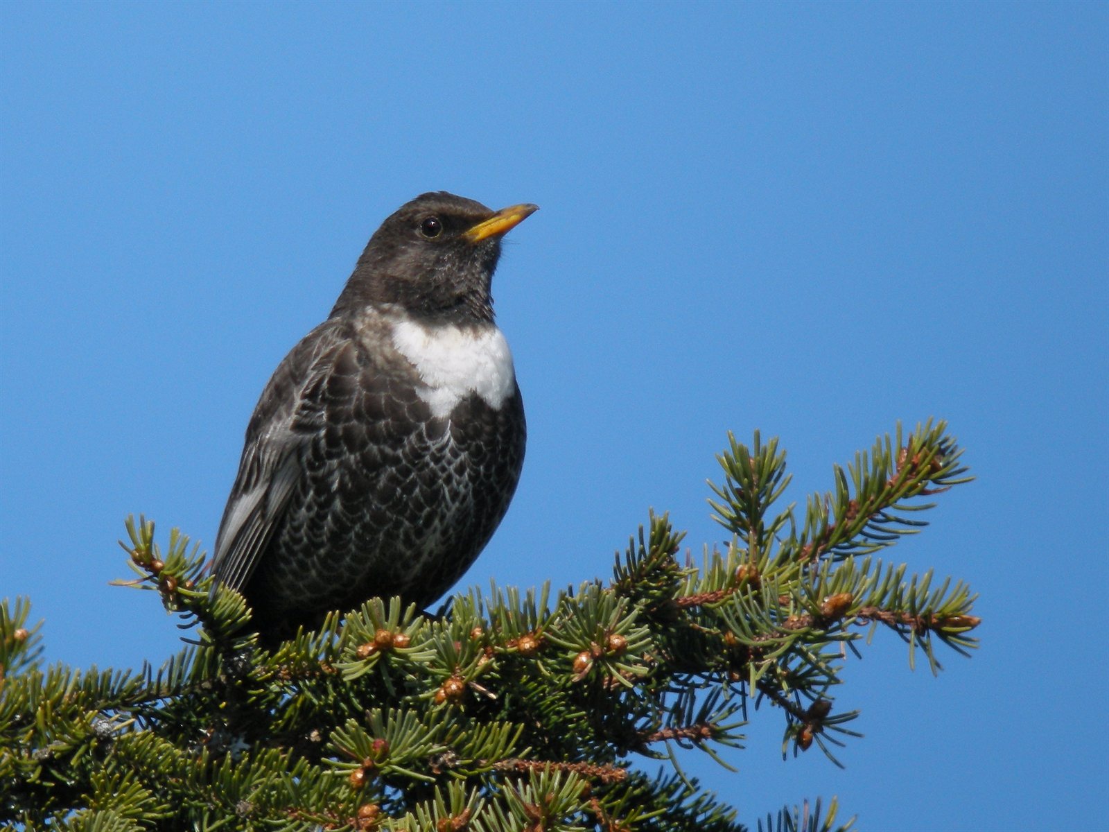 Drozd kolohrivý — Alpine Ring Ouzel (T. t. alpestris) samec v alpínskom biotope nad hornou hranicou lesa, Karwendel mountains Tirolsko Rakúsko apríl 2011, foto Frank Vassen CC BY 2.0