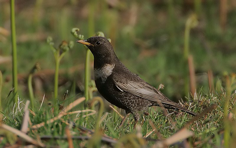 Drozd kolohrivý — Turdus torquatus torquatus, samica v hnedosivom sfarbení s úzkym buff-bielym polmesiacom, Glenturret Škótsko máj 2008, foto Steve Garvie (Rainbirder) CC BY-SA 2.0