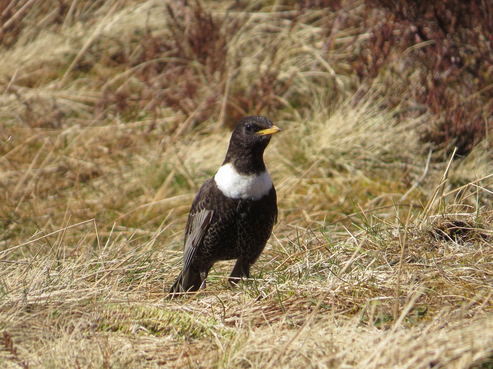 Drozd kolohrivý — Turdus torquatus torquatus, samec na vresoviskách Cairngorm Mountains Škótsko apríl 2015, foto MPF CC BY-SA 3.0