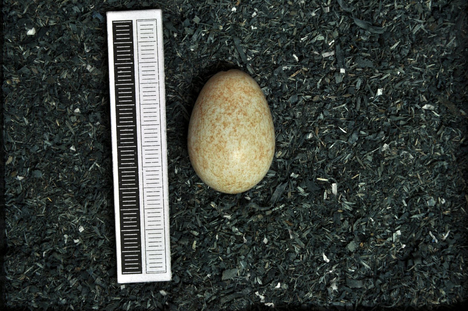 Drozd kolohrivý — vajce poddruhu Turdus torquatus alpestris zo zbierky Museum Wiesbaden (MWNH 2256), Eastern Alps Austria 1970, foto Klaus Rassinger & Gerhard Cammerer 2012 CC BY-SA 3.0