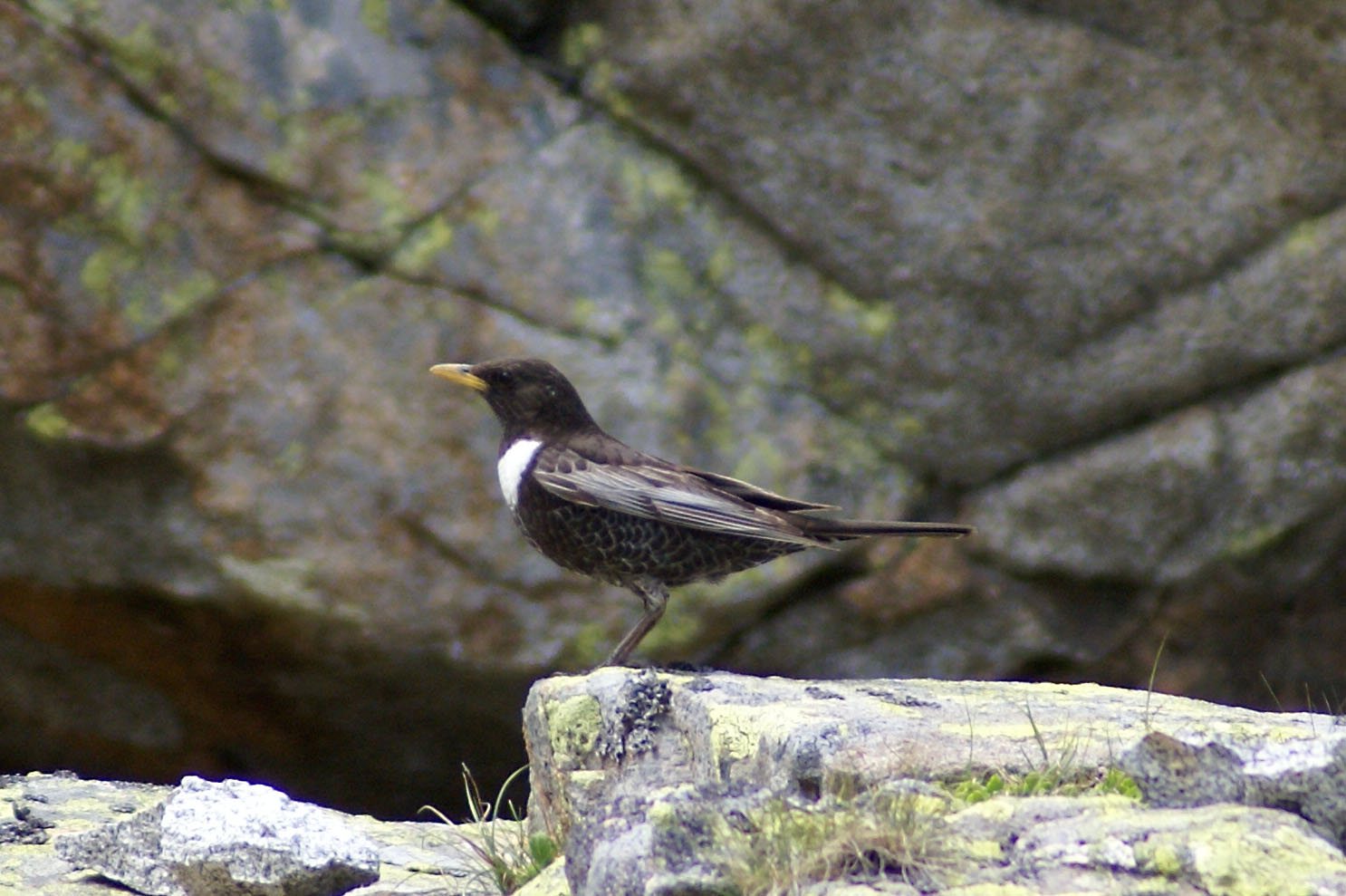 Drozd kolohrivý — alpínsky biotop Pyrenejí, typický hniezdny habitát poddruhu T. t. alpestris (kosodrevina + balvanové polia + alpínske lúky), 2007, foto putneymark CC BY-SA 2.0