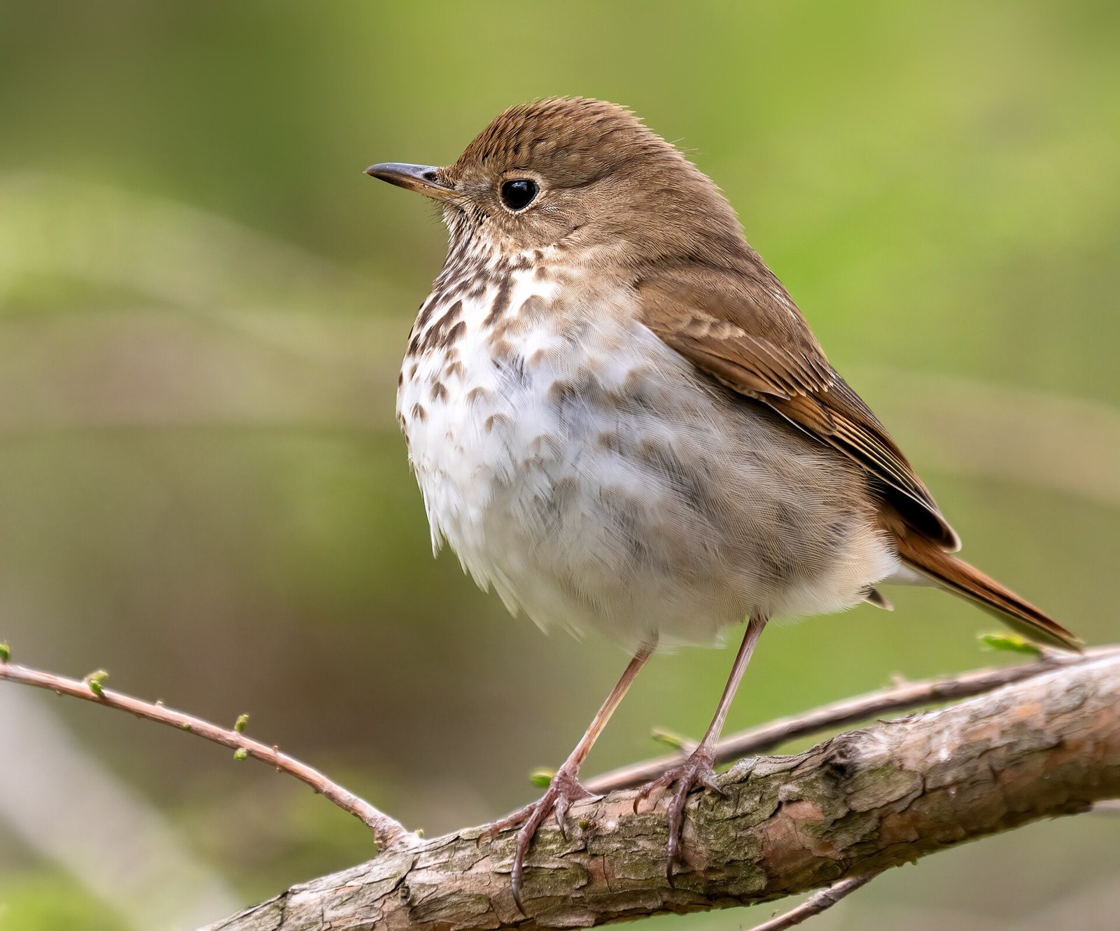 Drozd malý (Catharus guttatus)