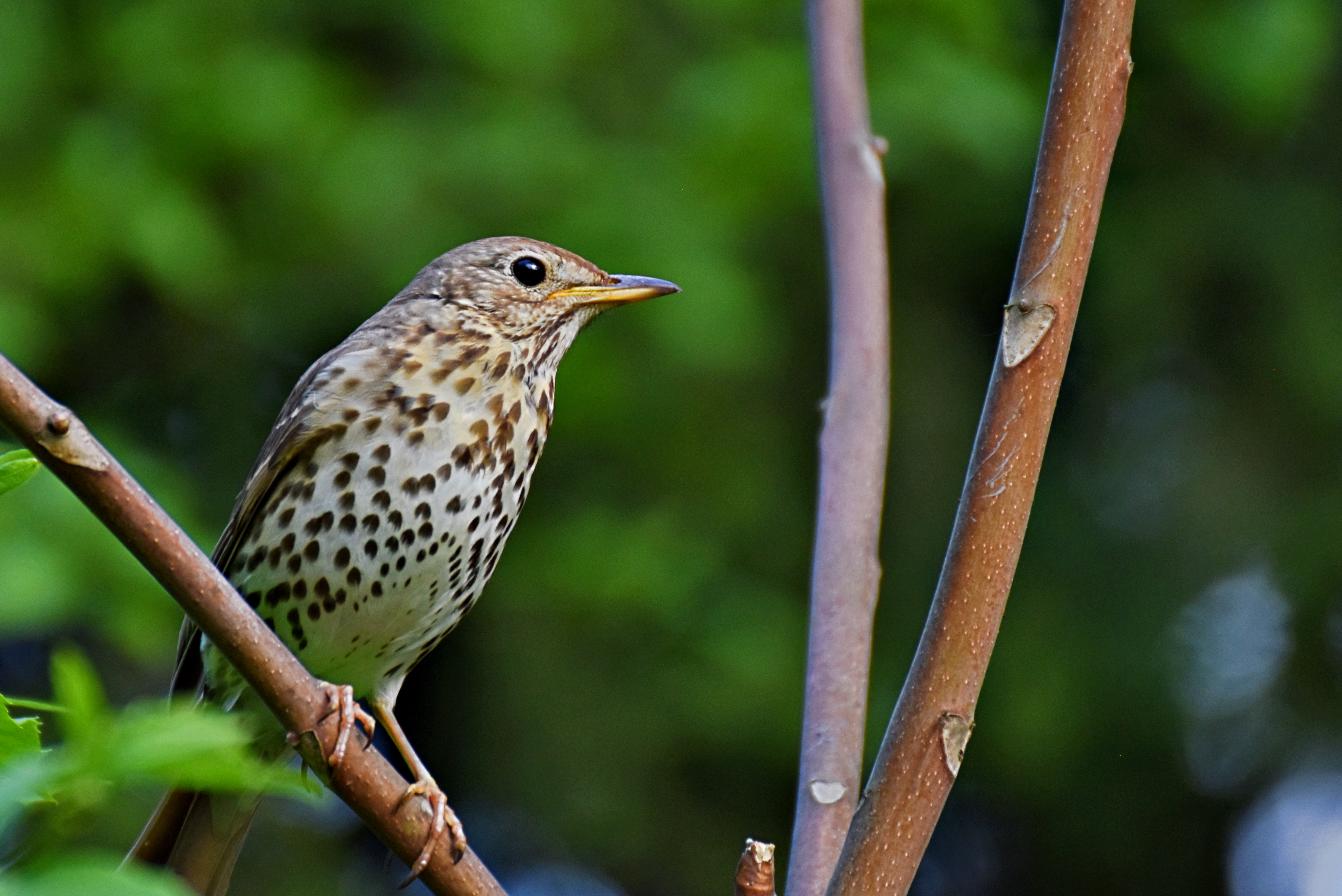 Drozd plavý – Turdus philomelos, dospelý jedinec poddruhu philomelos pózujúci na strome s hnedým chrbtom a krémovo-bielou hruďou husto pokrytou čiernymi škvrnami v tvare obrátenej kvapky, Garden Kingdom of Dessau-Wörlitz UNESCO Nemecko, foto Simon Chinnery CC BY-SA 4.0 7. mája 2017 Wikimedia Commons