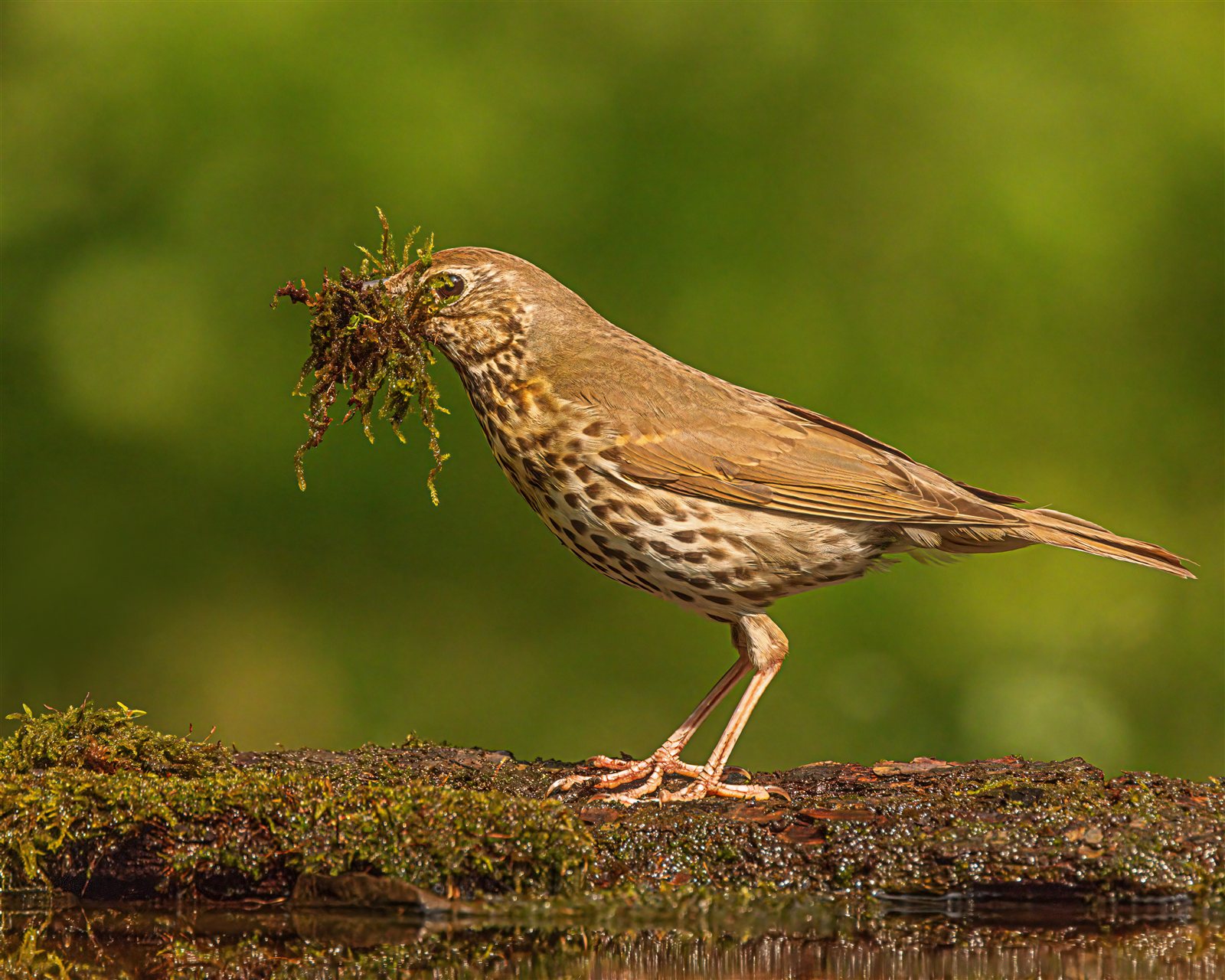 Drozd plavý pri stavbe hniezda — zber mäkkého machu pre vnútornú vrstvu pred nanesením unikátnej blatovej výstelky, Maďarsko, foto Andy Morffew CC BY 2.0 25. mája 2022 Canon EOS R5 700mm