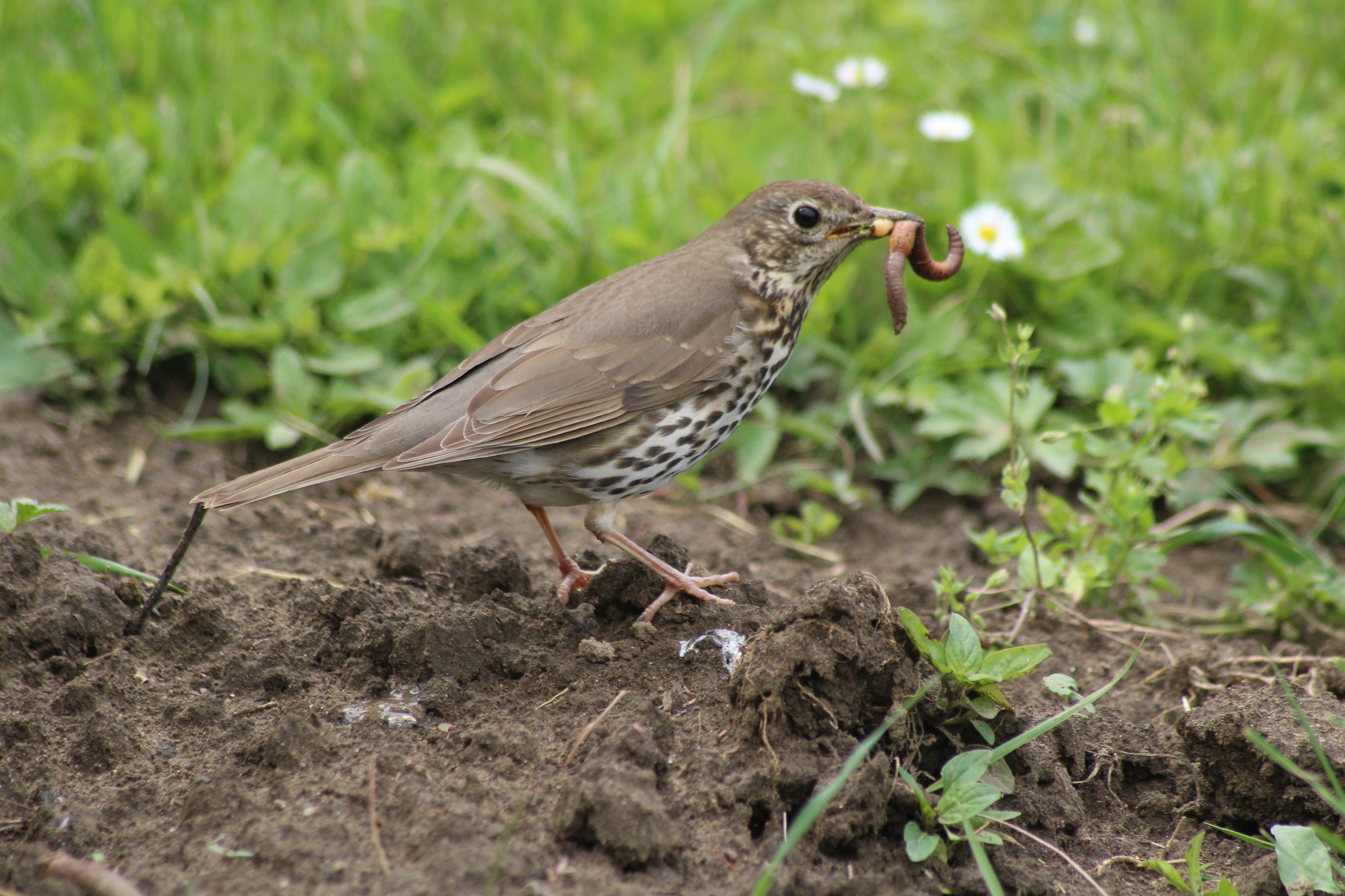 Drozd plavý („Mavis") rodičia pri kŕmení mláďat v otvorenom miskovitom hniezde s charakteristickou hladkou blatovou výstelkou, Botanical Garden of the University of Szeged Maďarsko, foto Nádudvari Nóra CC BY-SA 4.0 16. mája 2015