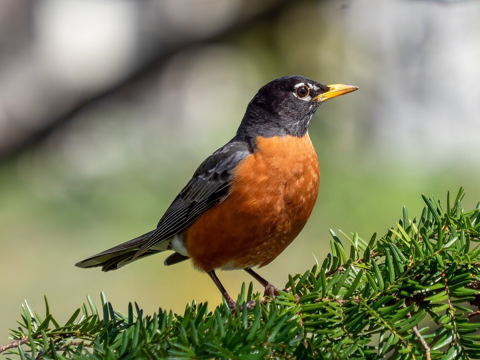 Drozd sťahovavý (Turdus migratorius)