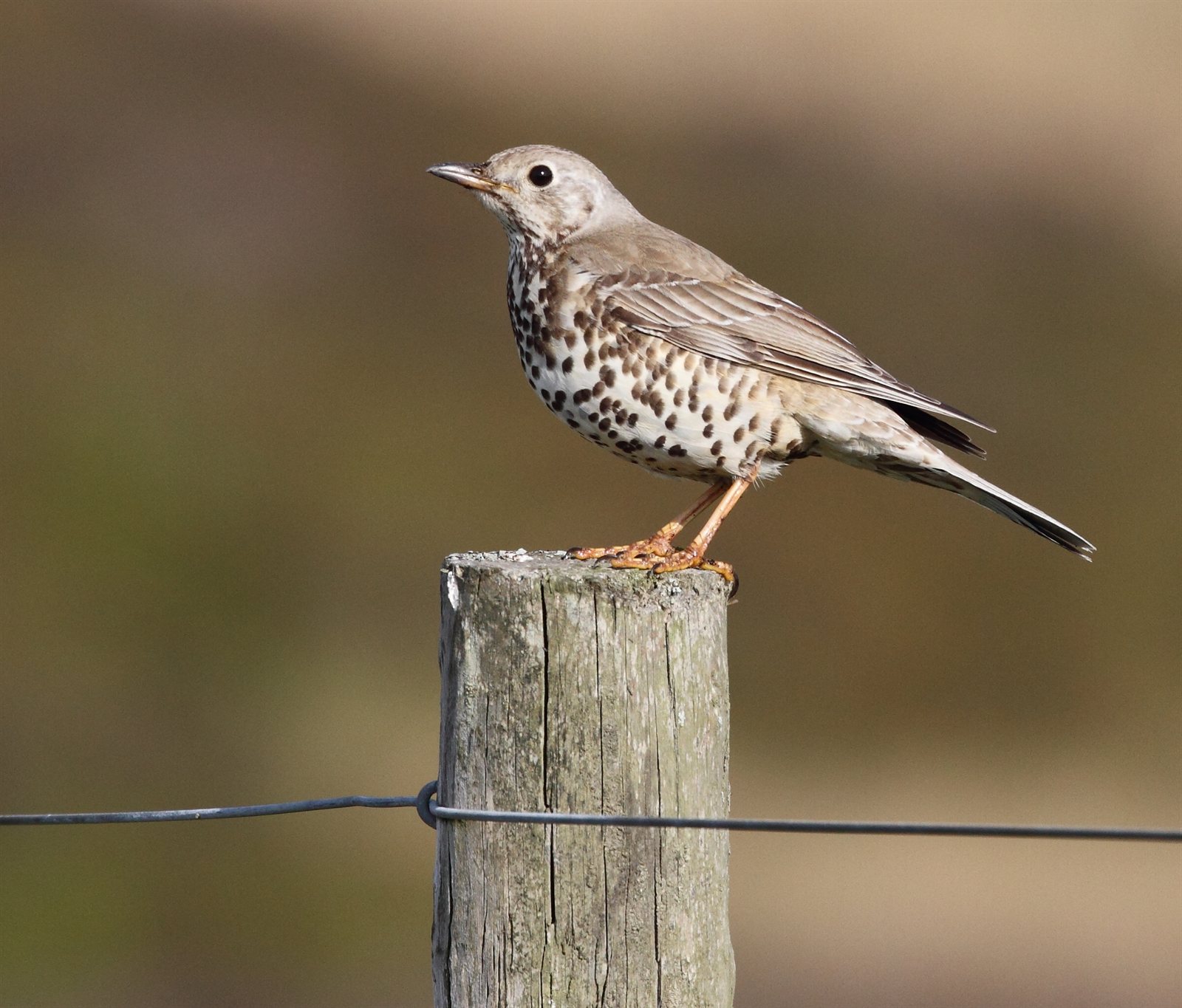 Drozd trskotavý — Turdus viscivorus viscivorus, dospelý jedinec na konári, šedohnedý chrbát + biele brucho s veľkými okrúhlymi čiernymi škvrnami, foto Alun Williams333 CC BY-SA 4.0 Wikimedia Commons