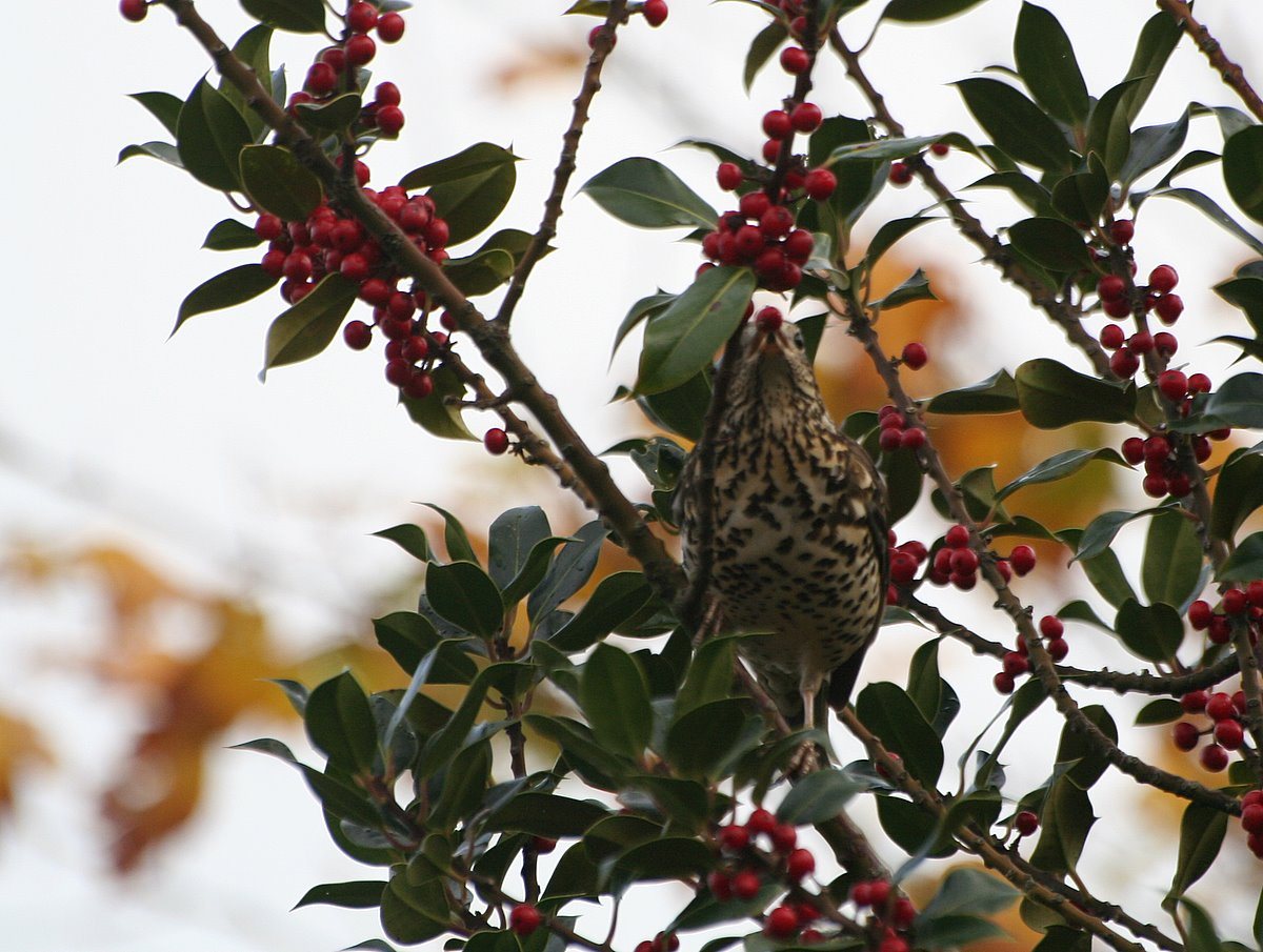 Drozd trskotavý — dospelý jedinec konzumujúci bobule (zimná diéta), kľúčový disperzer imela Viscum album v Európe (Snow &amp; Snow 1988 Birds and Berries), foto catb Dublin CC BY 2.0