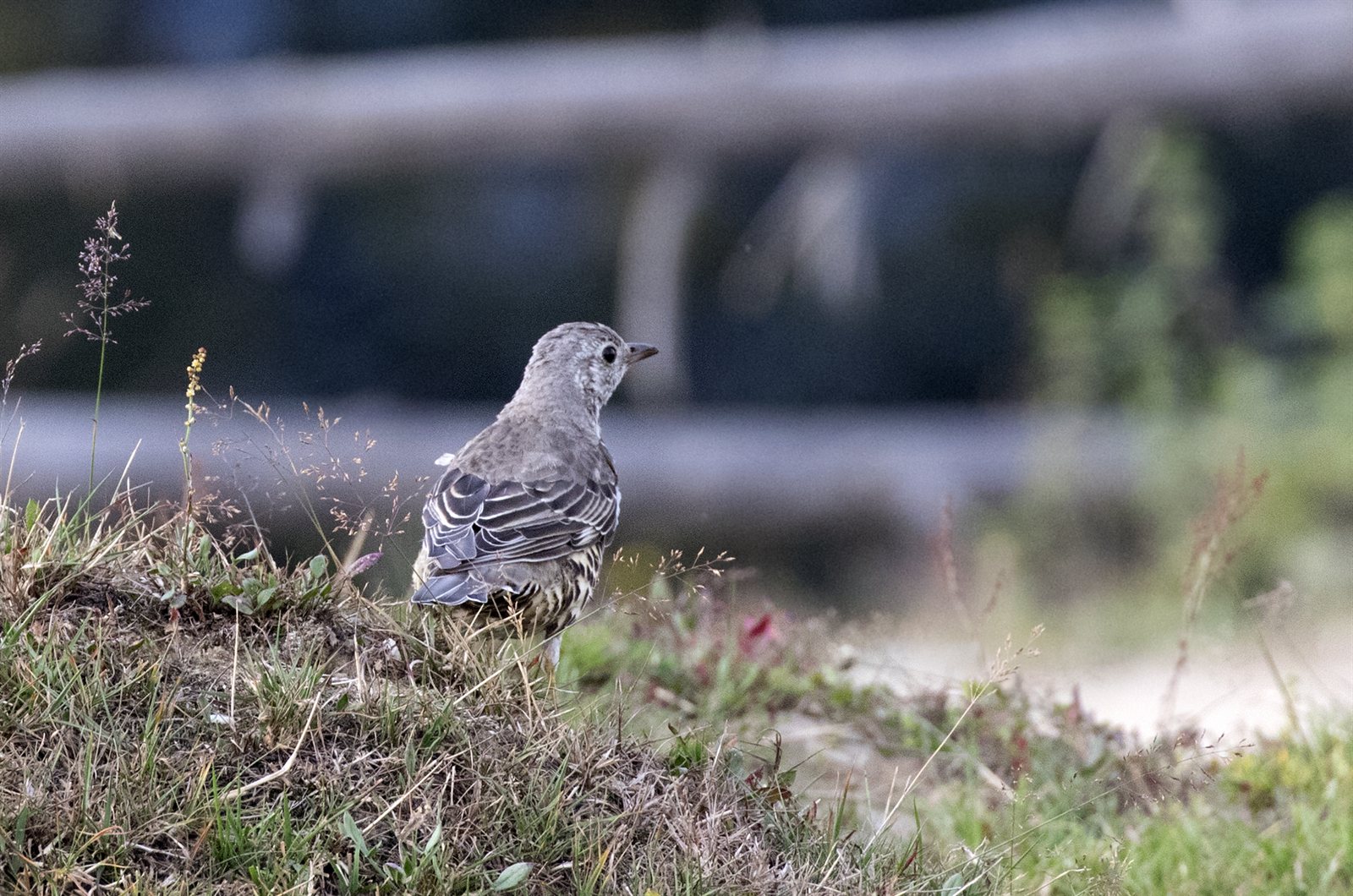 Drozd trskotavý — Turdus viscivorus na lúke „run-stop-run" pozemný lov, NAJVÄČŠÍ EU DROZD 27 cm, Giresun Turecko 2018, foto Zeynel Cebeci CC BY-SA 4.0