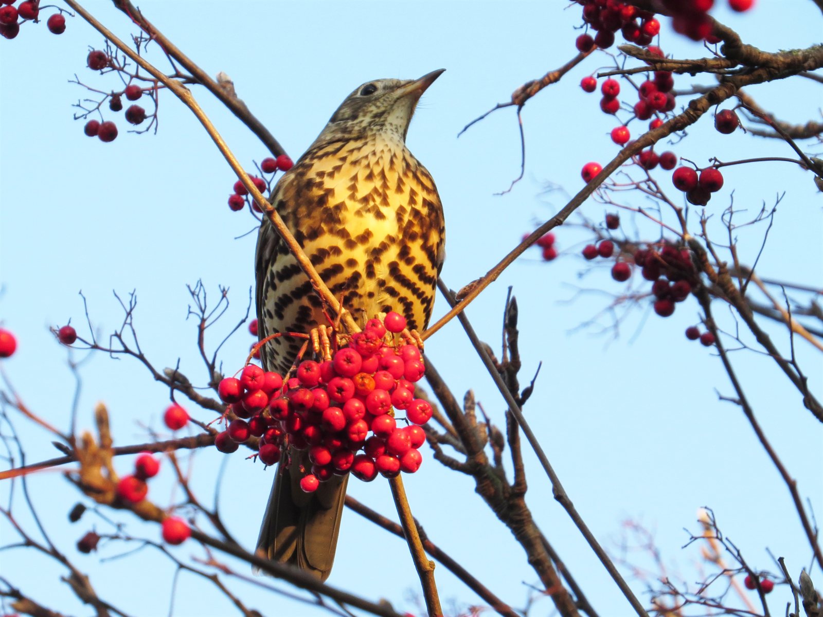 Drozd trskotavý — dospelý jedinec na strome jarabiny (Sorbus aucuparia) so zimnými bobuľami, „defend-a-berry" teritoriálna obrana zimného teritória (Skórka 2005 Acta Ornith. 40:35-42), Jesmond Dene UK 2020, foto MPF CC BY-SA 4.0