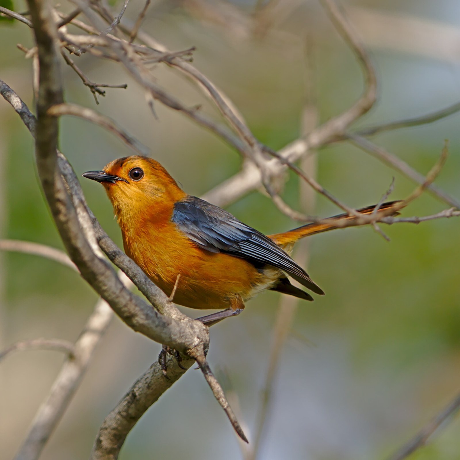 Drozdár červenohlavý (Cossypha natalensis)
