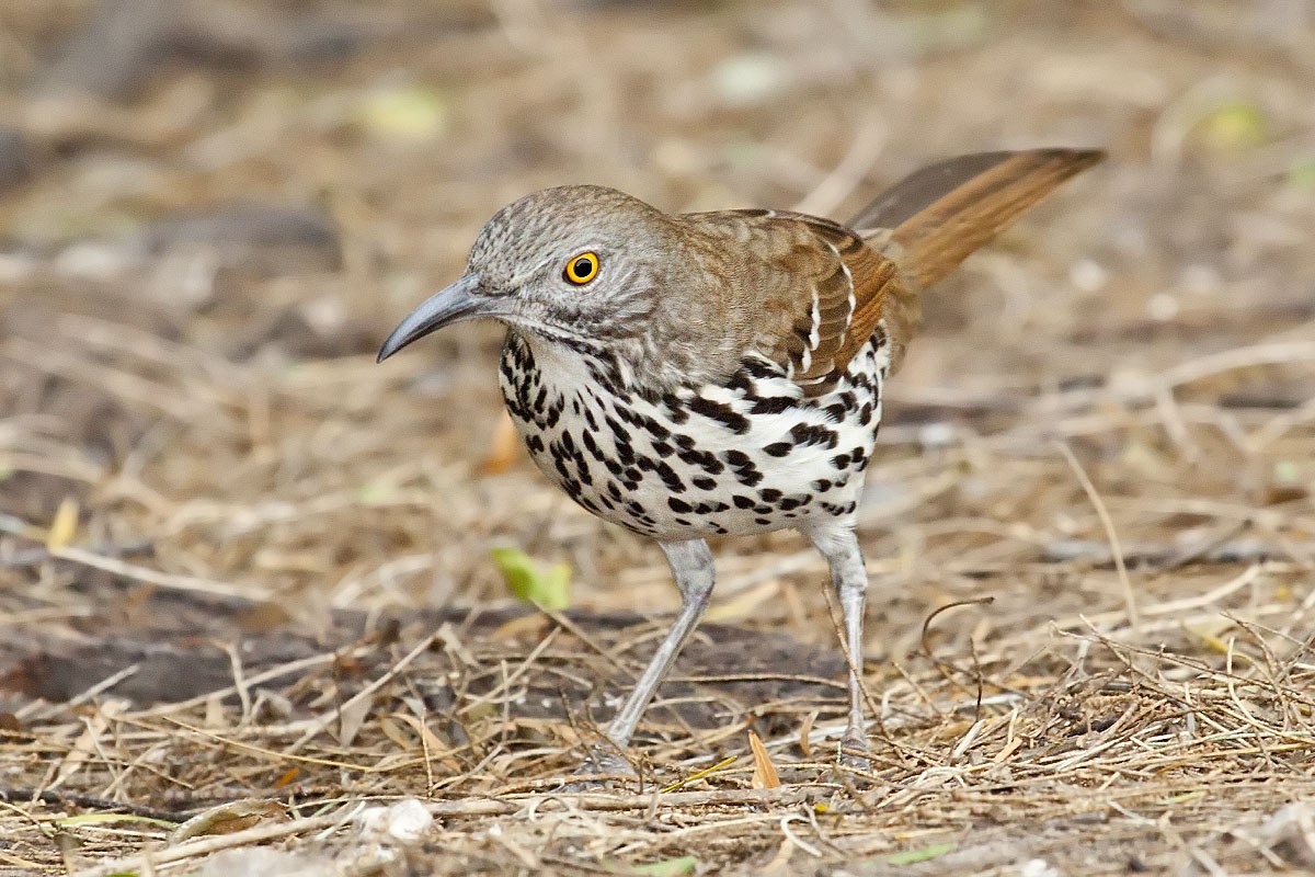 Drozdec dlhozobý (Toxostoma longirostre)
