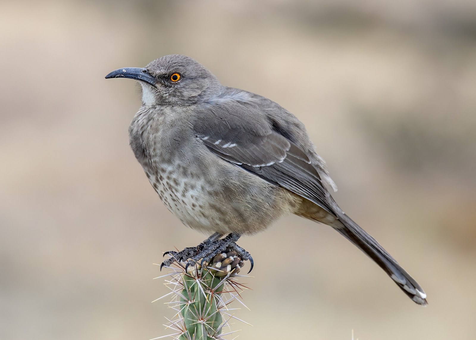 Drozdec krivozobý (Toxostoma curvirostre)