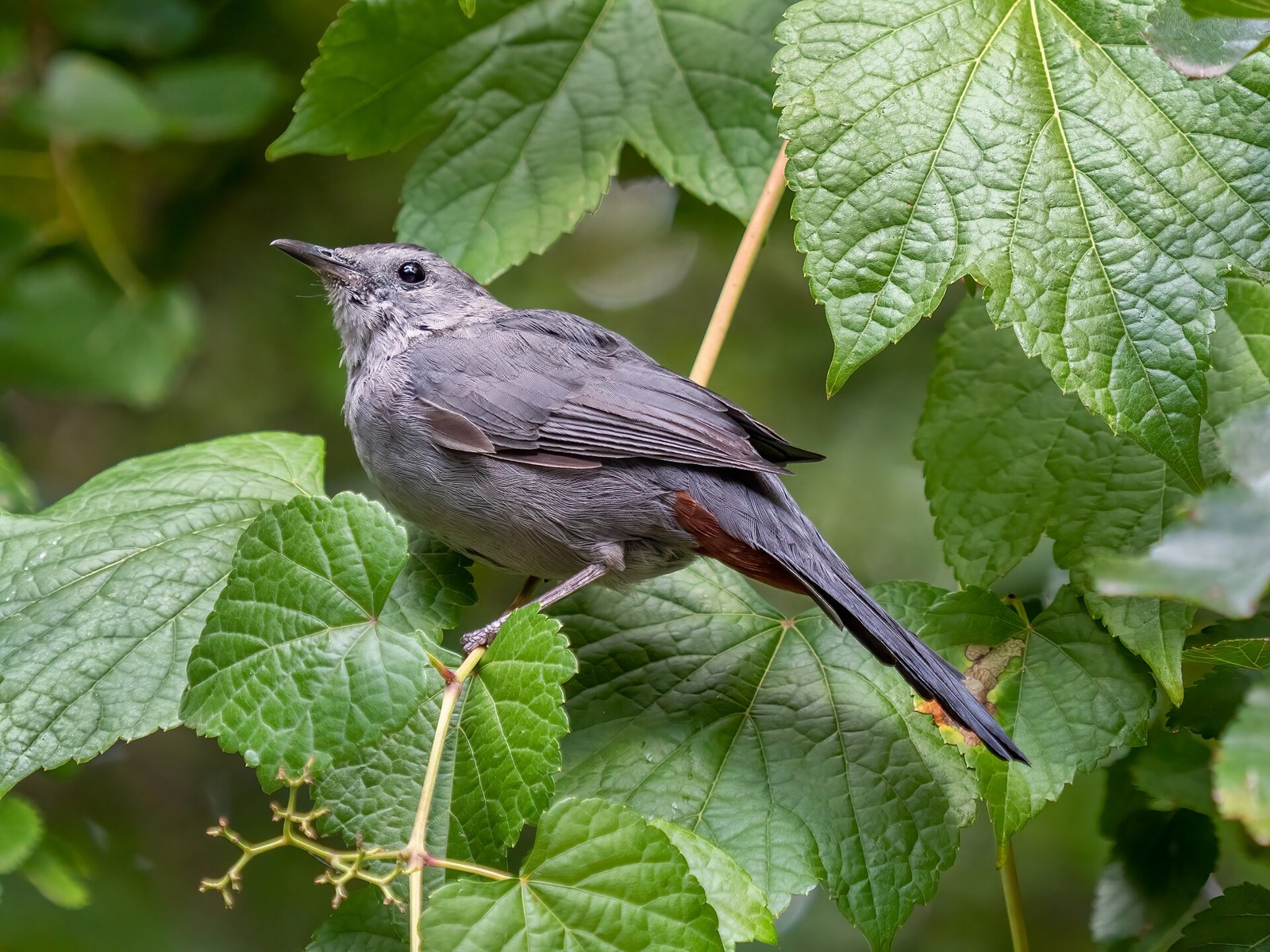 Drozdec mačací (Dumetella carolinensis)