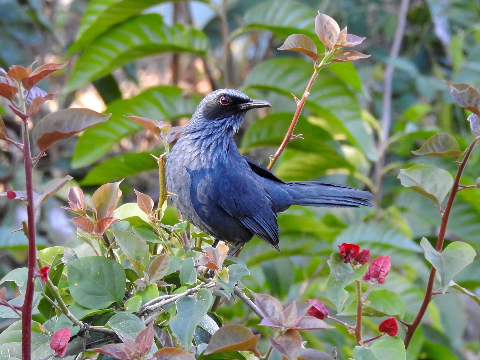 Drozdec modrý (Melanotis caerulescens)