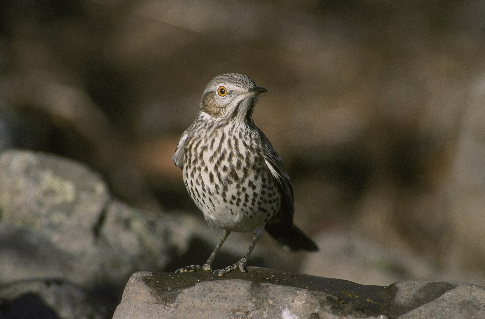 Drozdec palinový (Oreoscoptes montanus)
