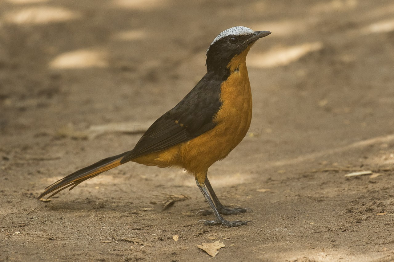 Drozdík veľký (Cossypha albicapillus)