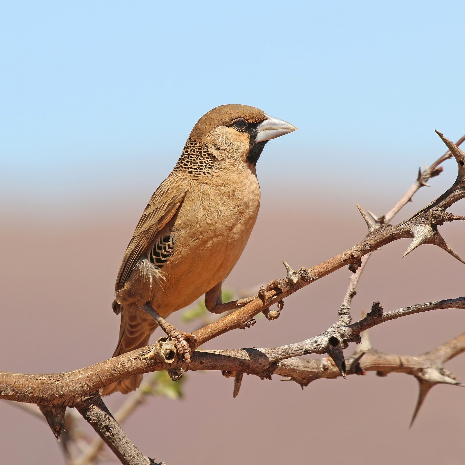 Družník vrabcovitý (Philetairus socius)