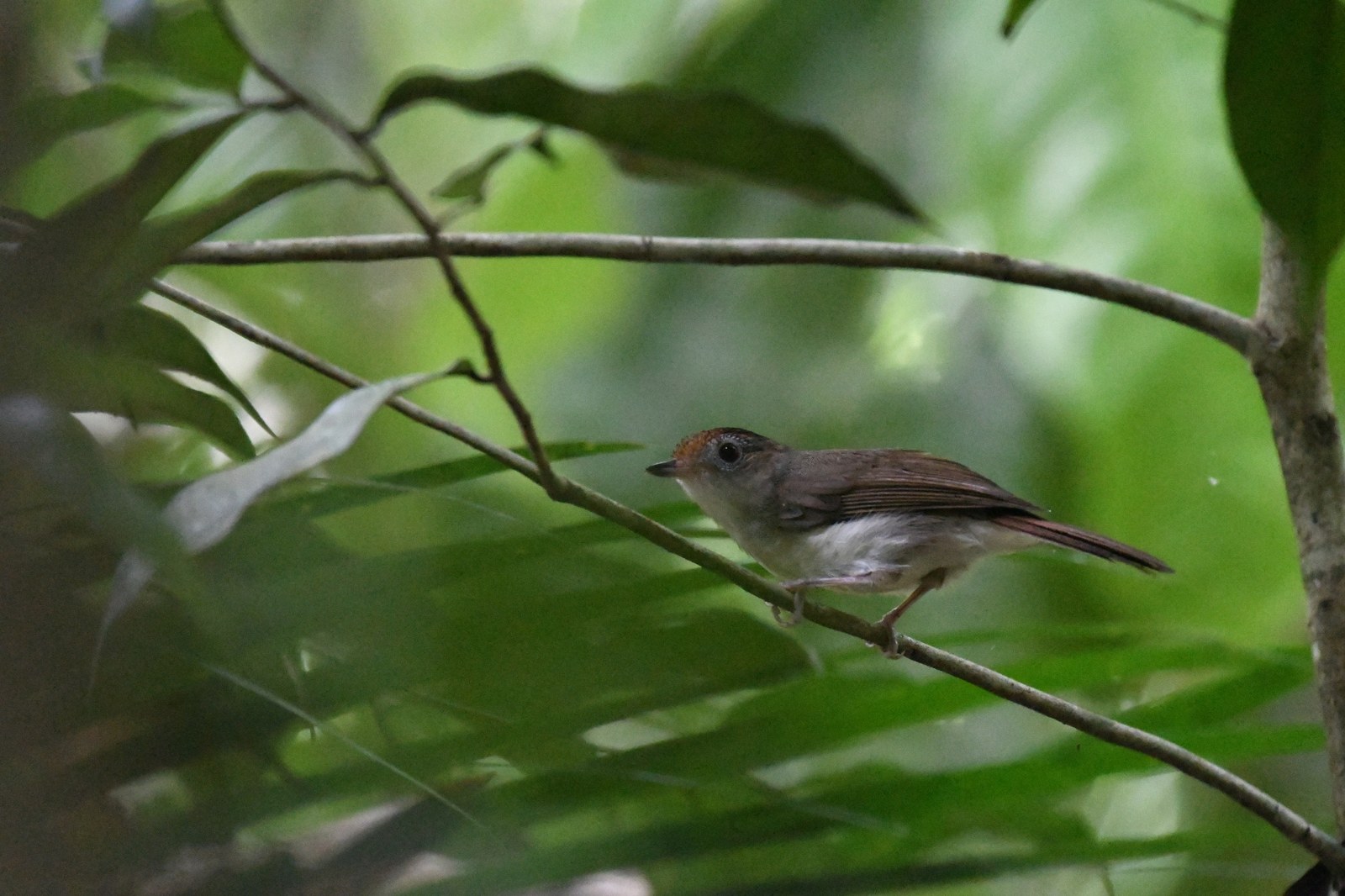 Dudroš čepcový (Malacopteron cinereum)