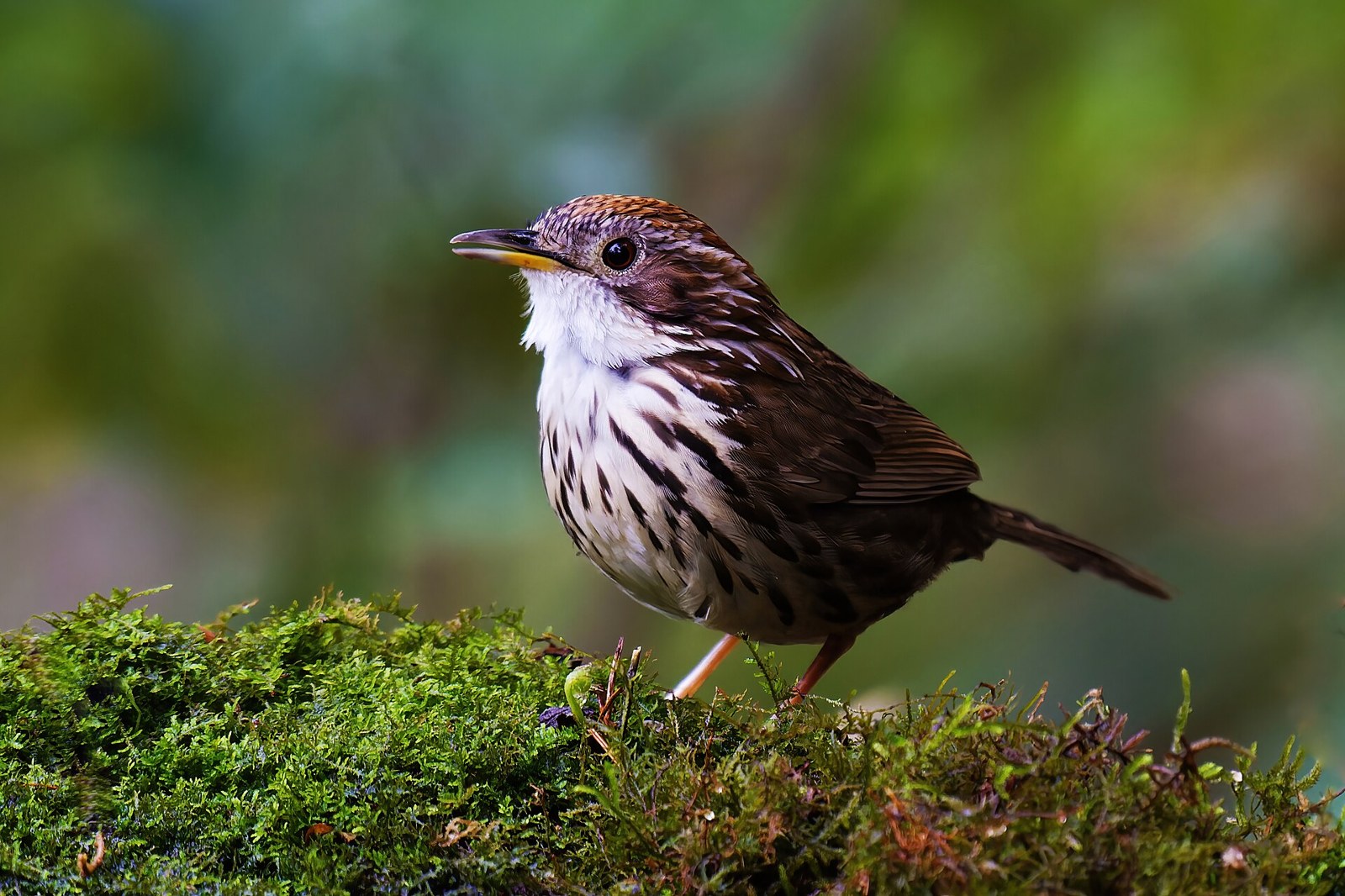 Dudroš zemný (Pellorneum ruficeps)
