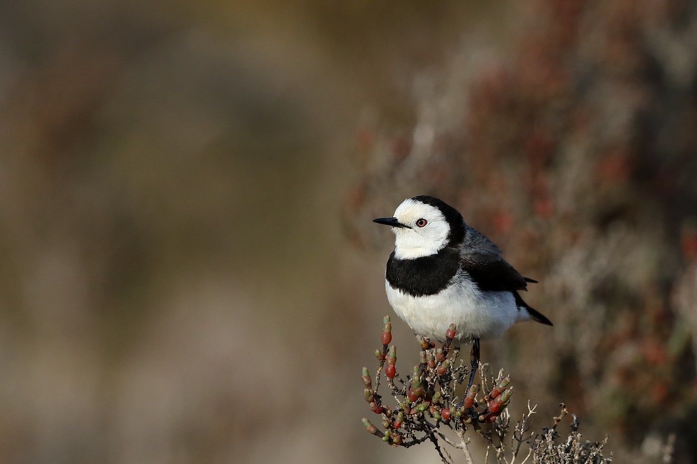Fantomka bielolíca (Epthianura albifrons)