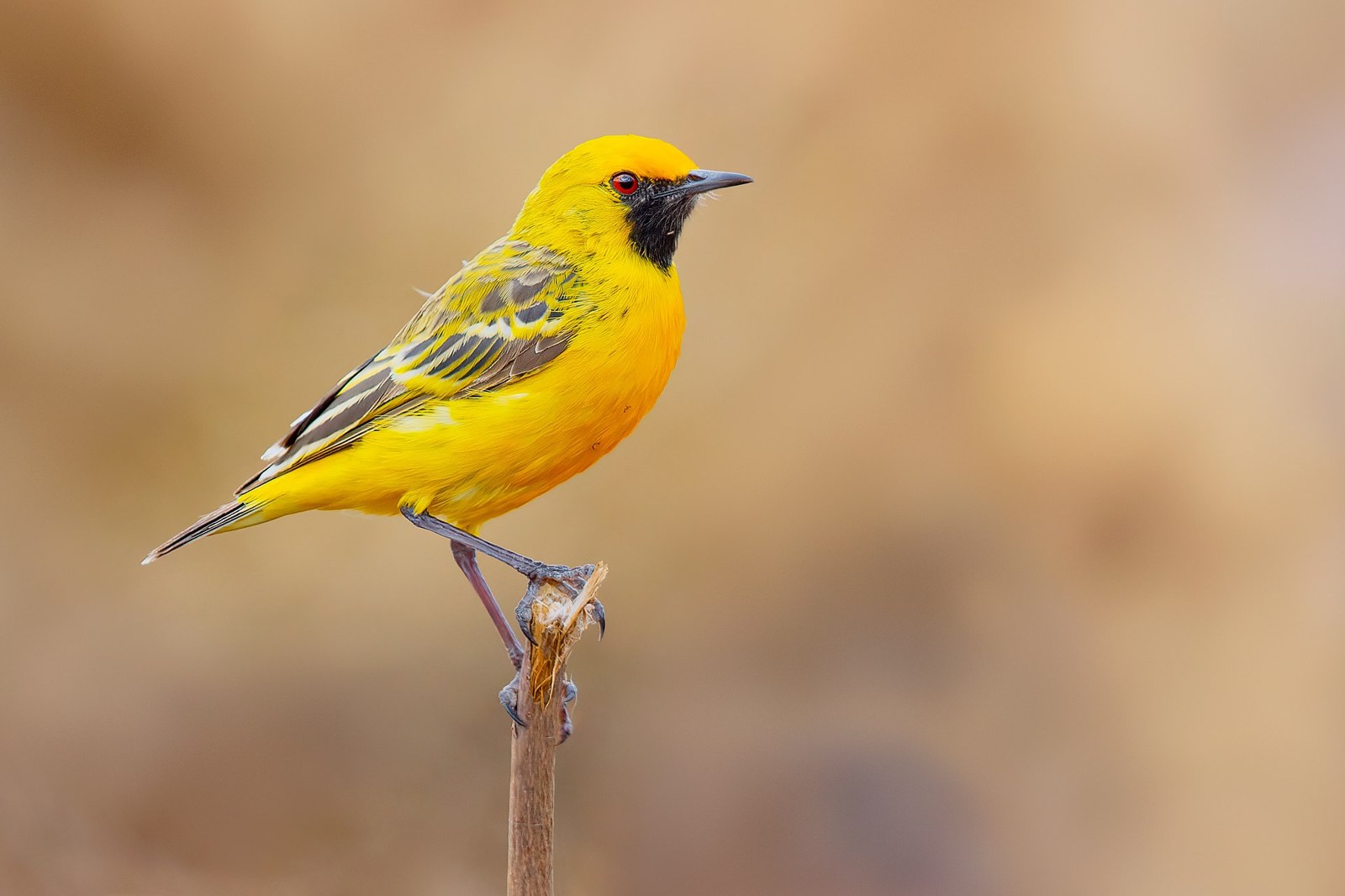 Fantomka čiernobradá (Epthianura aurifrons)