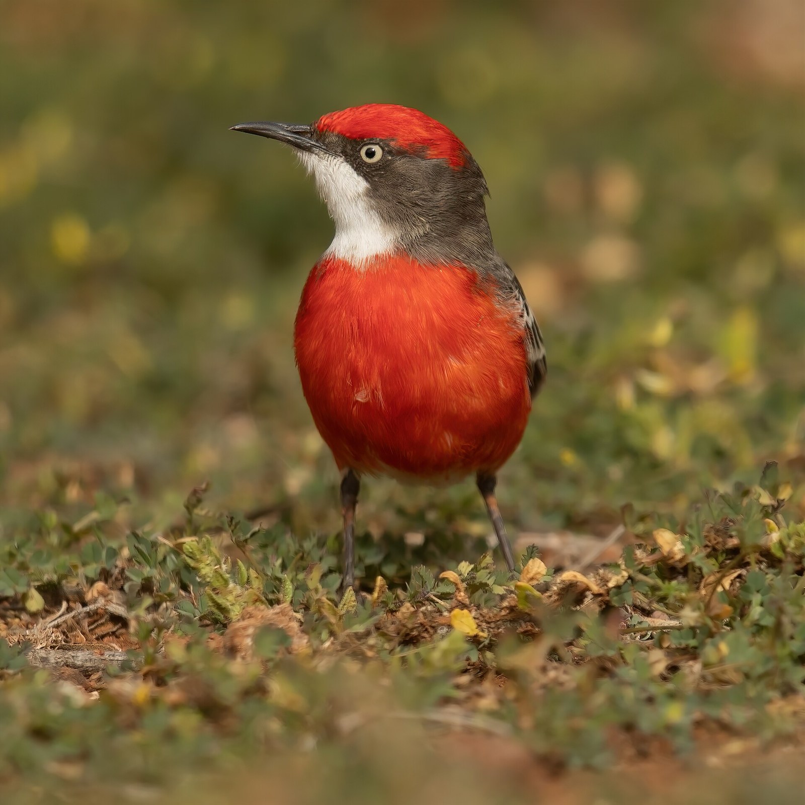 Fantomka trojfarebná (Epthianura tricolor)
