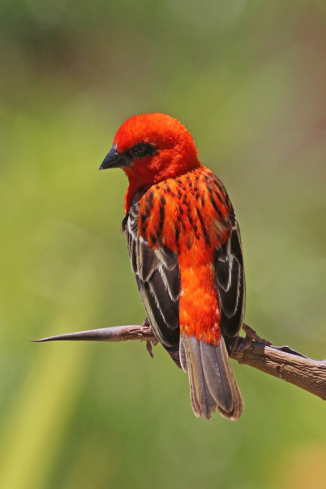 Fodia červená (Foudia madagascariensis)