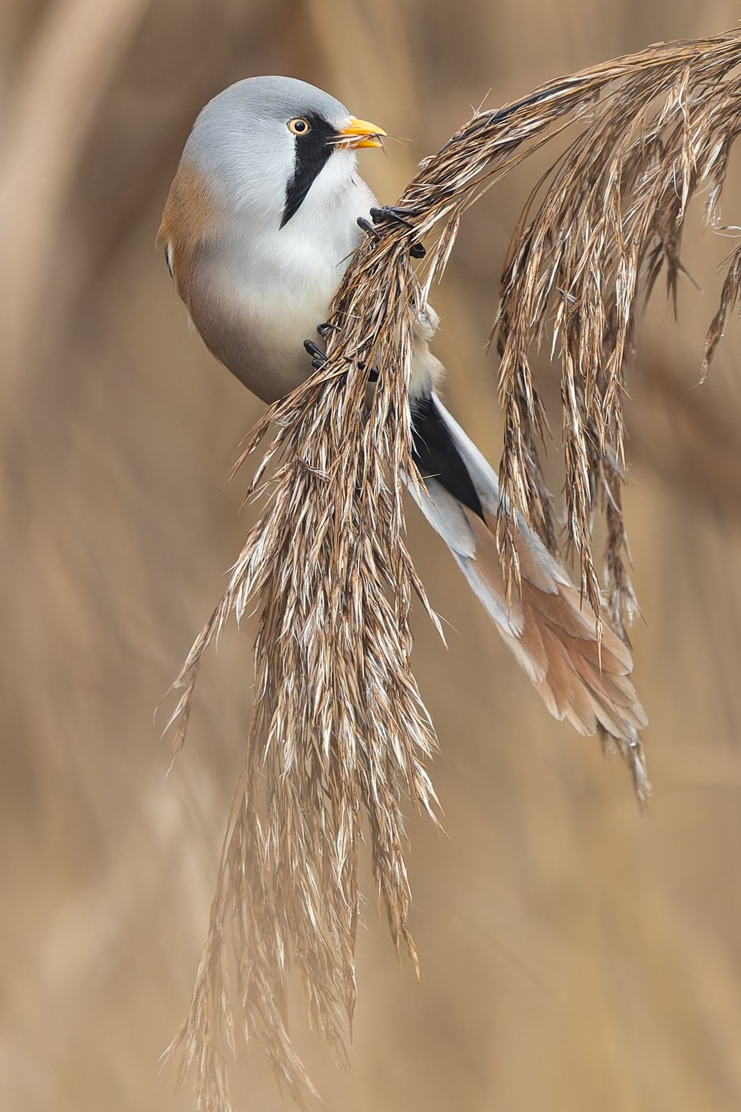 fúzatka trstinová (Panurus biarmicus)