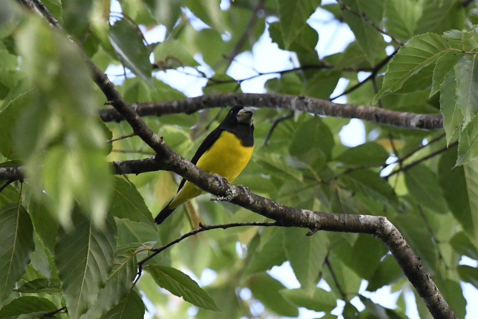 Glezg chichotavý (Mycerobas melanozanthos)