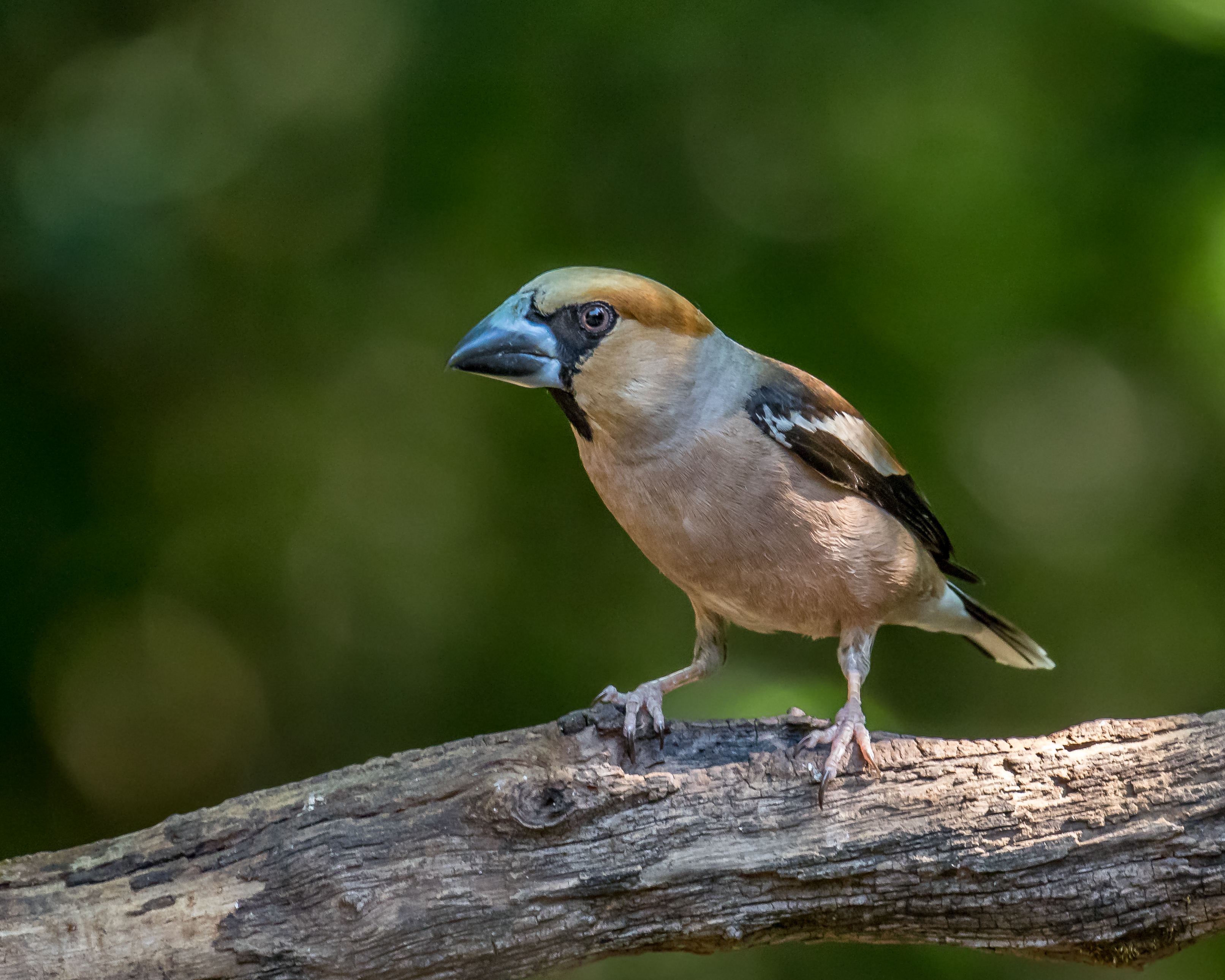 Glezg obyčajný — Coccothraustes coccothraustes, dospelý samček v plnom svadobnom šate s masívnym oceľovomodrým kuželovitým zobákom (sezónny dichromatizmus — v zime žltkavo-béžový), najsilnejší zobák palearktickej spevavcej fauny so silou stlačenia 30–48 kg (Mountfort 1957, The Hawfinch, Collins New Naturalist Monograph No. 15) na rozdrvenie kôstky čerešne, plánky či trnky